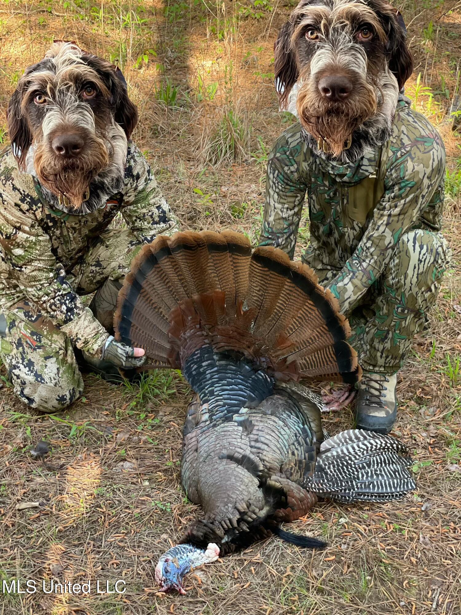 Ms- 4 Property Photo 144