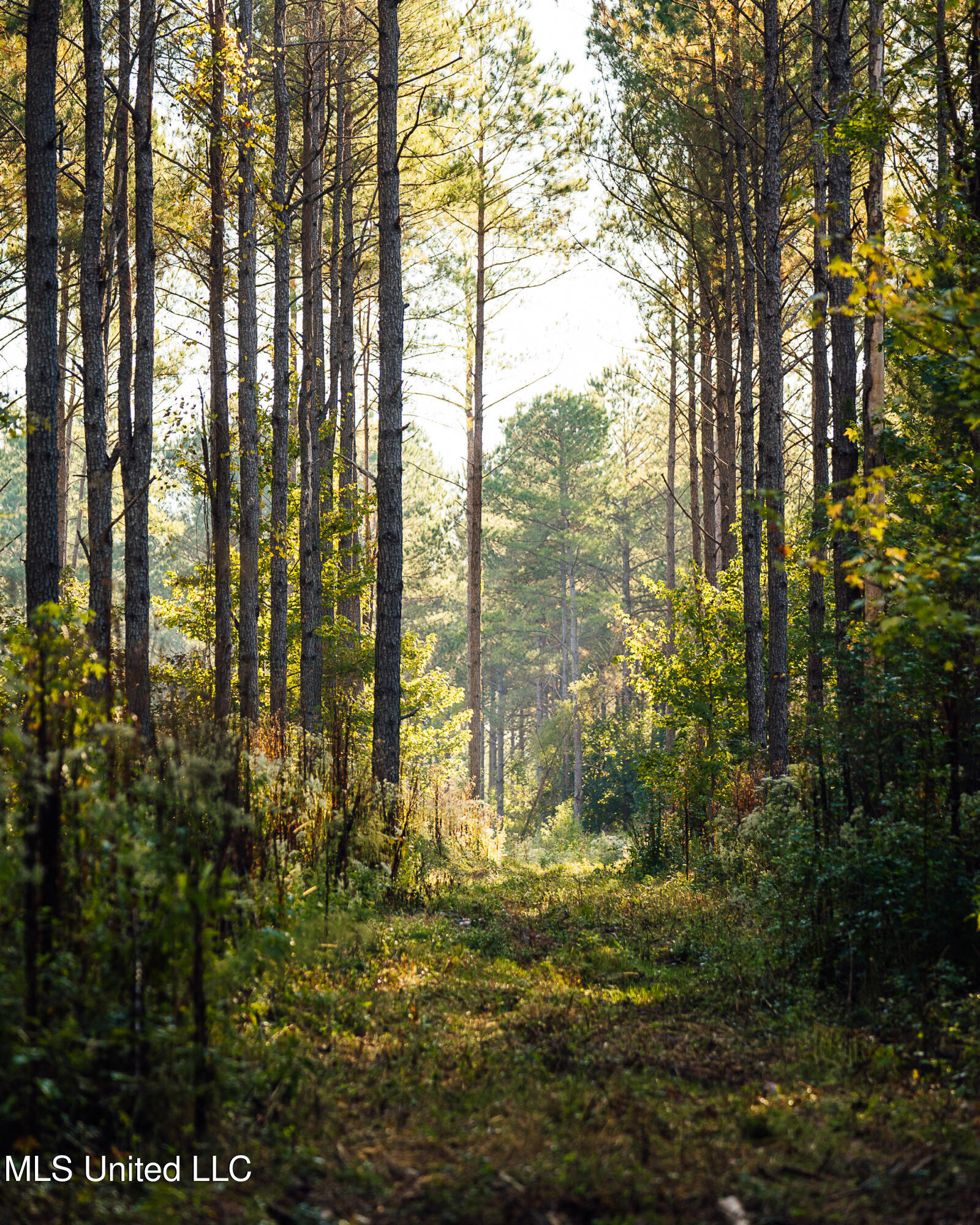 11657 Vaughan Road Property Photo 62