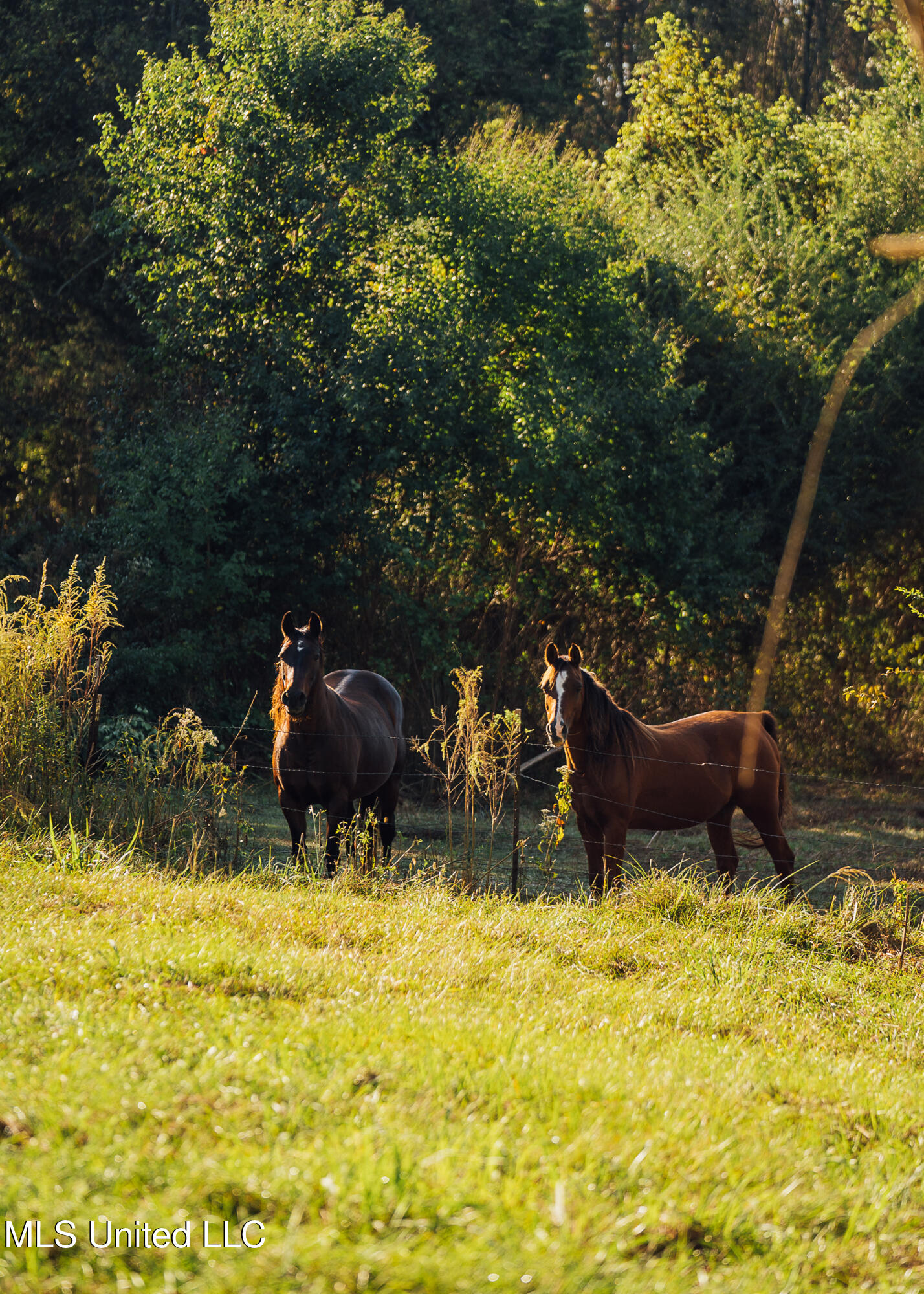 11657 Vaughan Road Property Photo 77