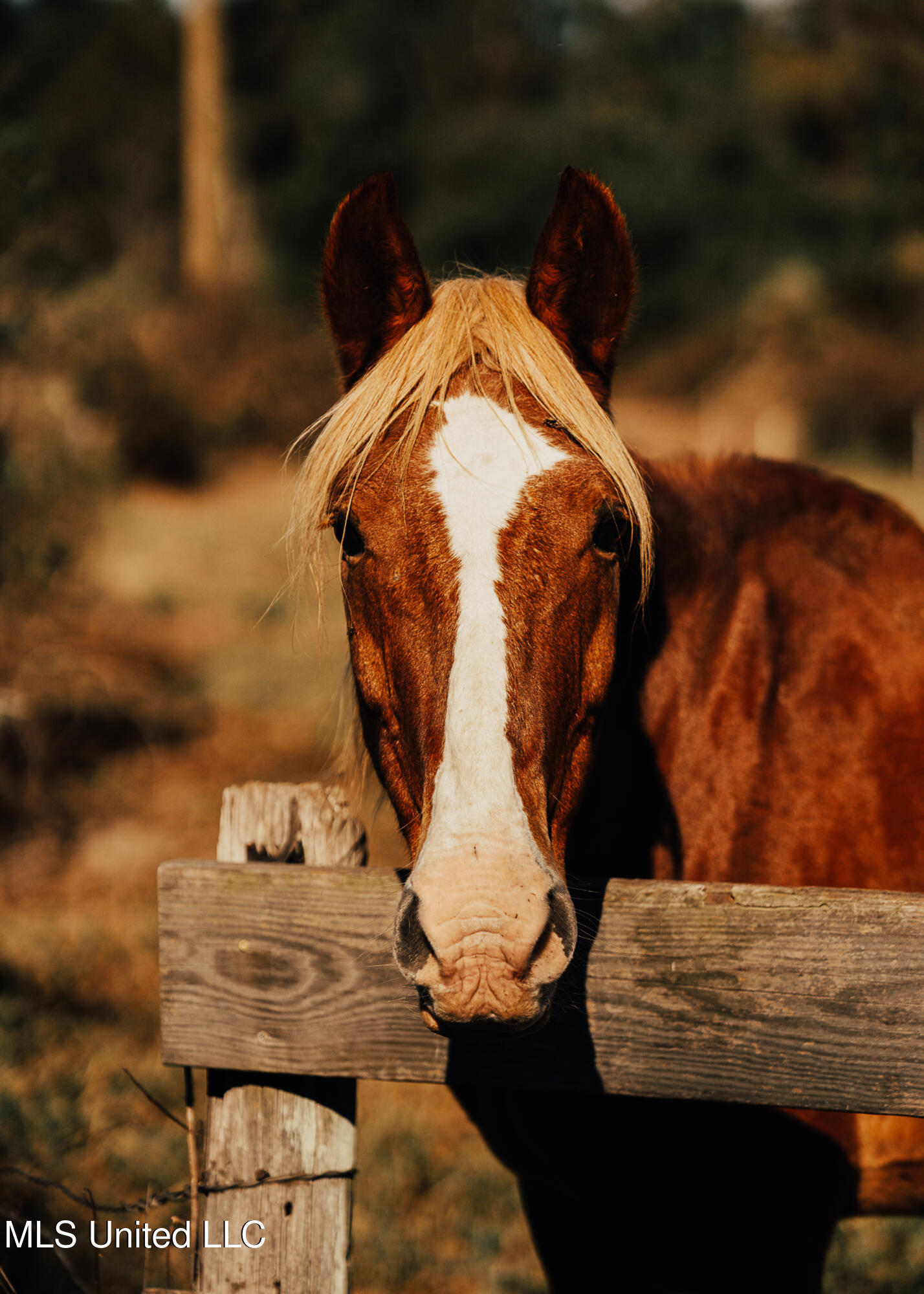 11657 Vaughan Road Property Photo 78