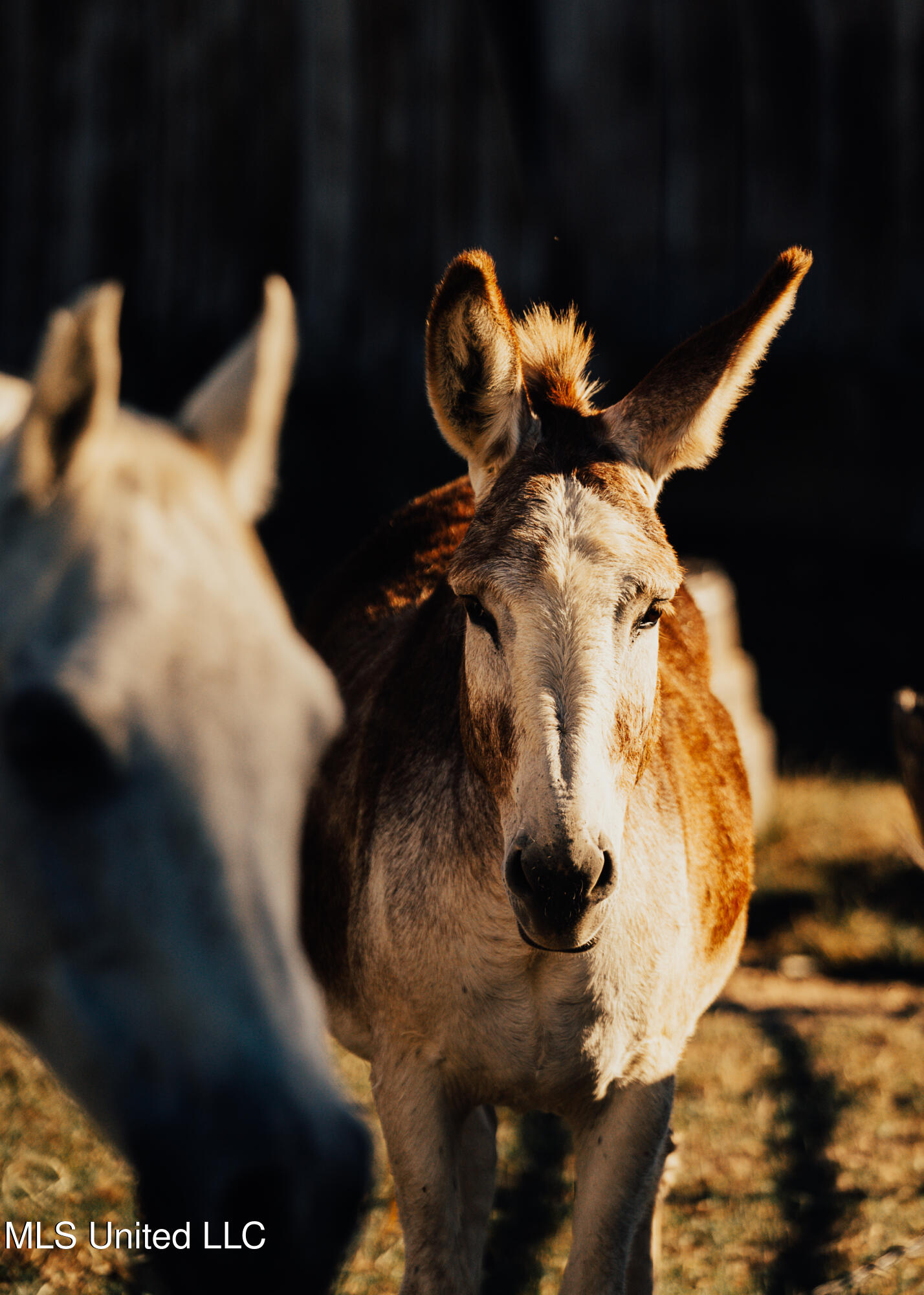 11657 Vaughan Road Property Photo 80