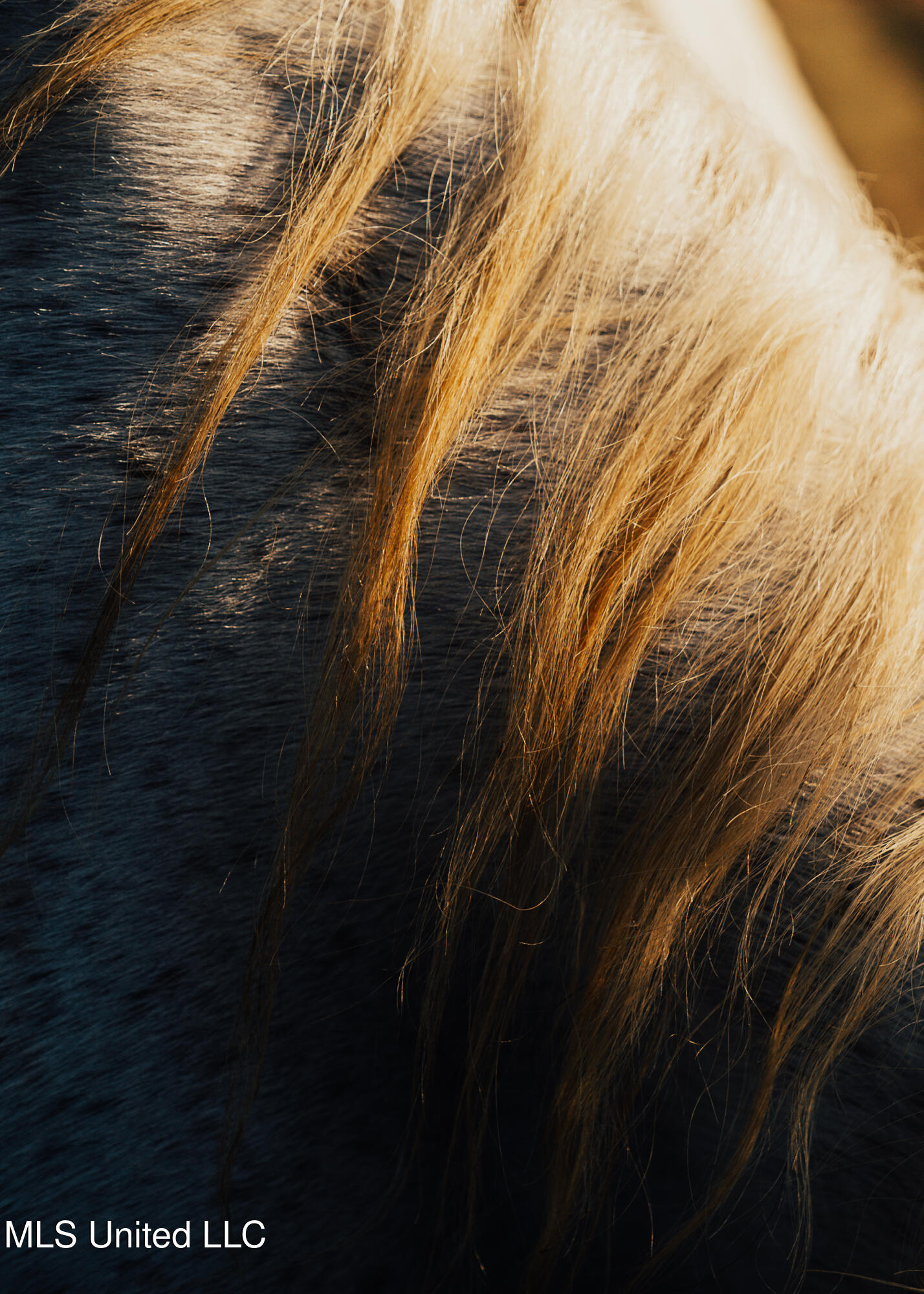 11657 Vaughan Road Property Photo 81