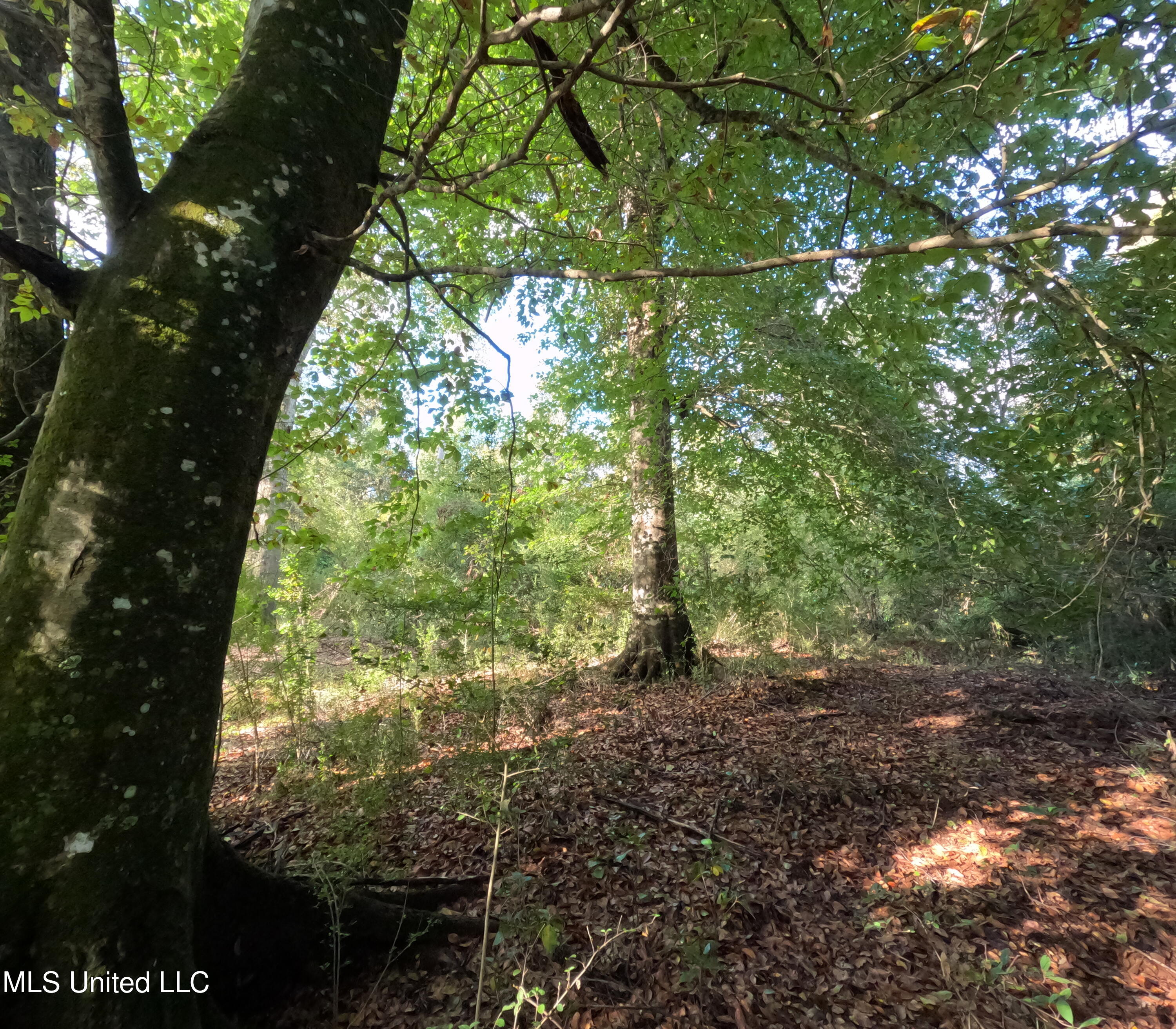 William Warren Road Property Photo 46