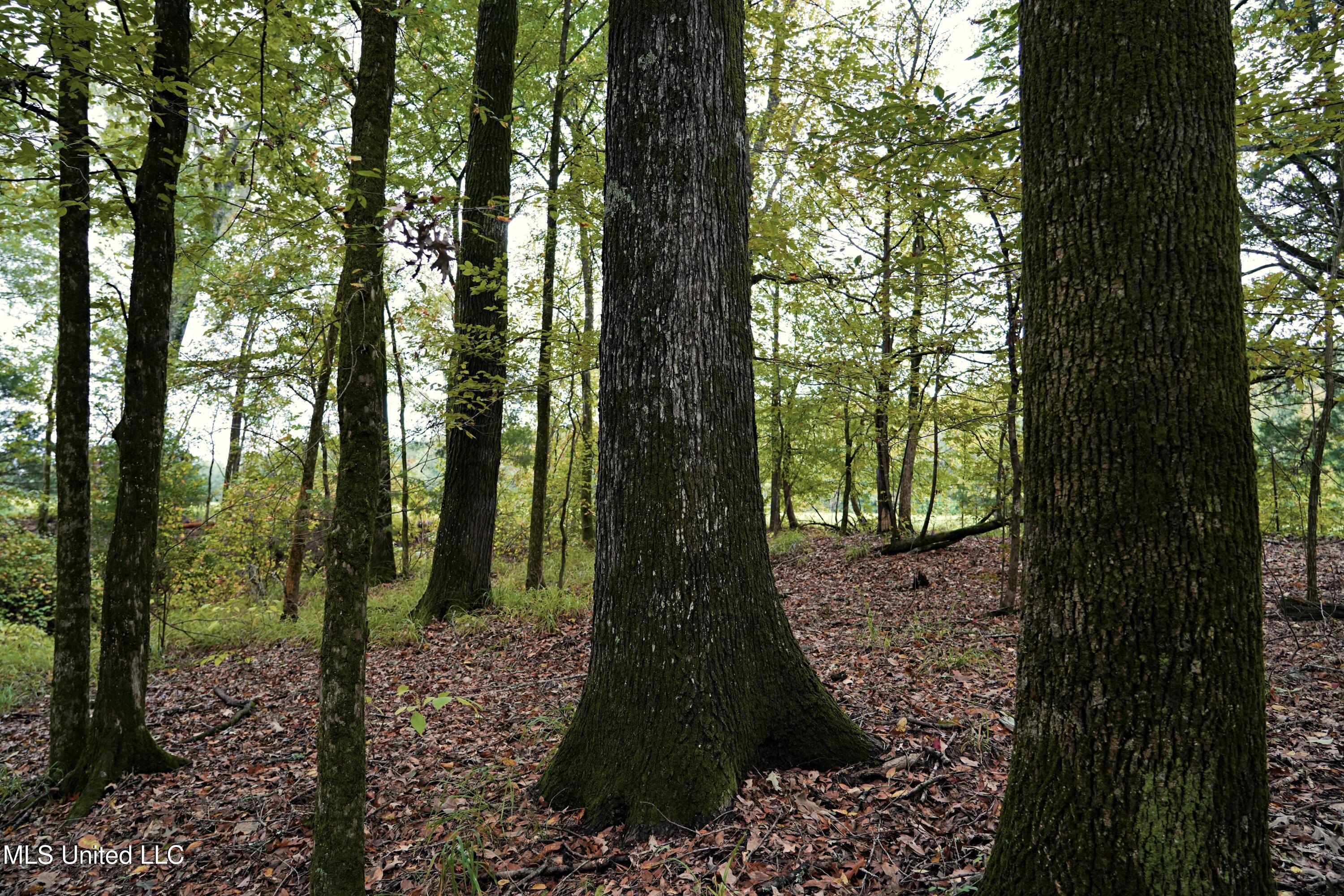 00 Phoenix Road Property Photo 13