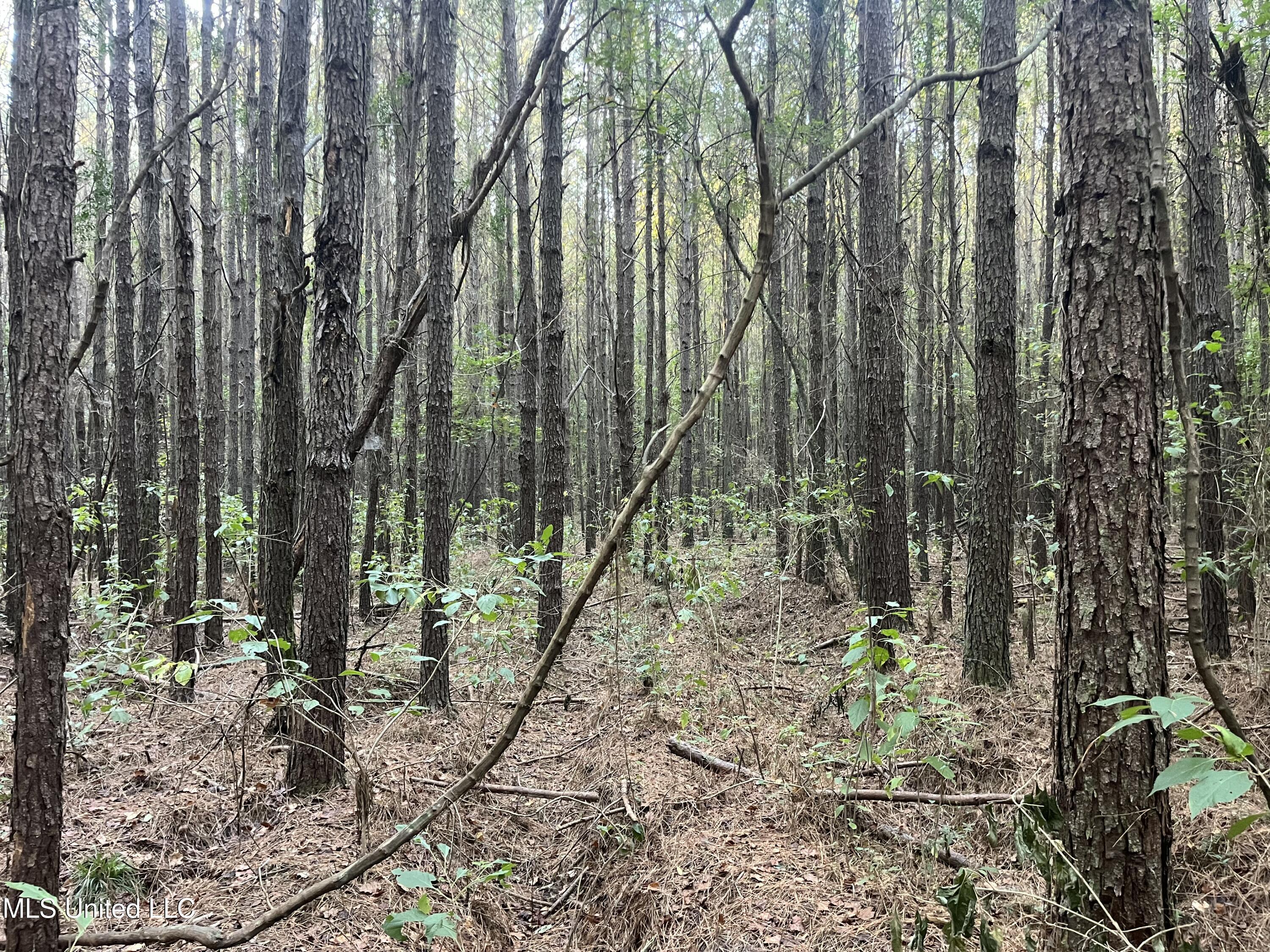 Red Water Road Property Photo 6