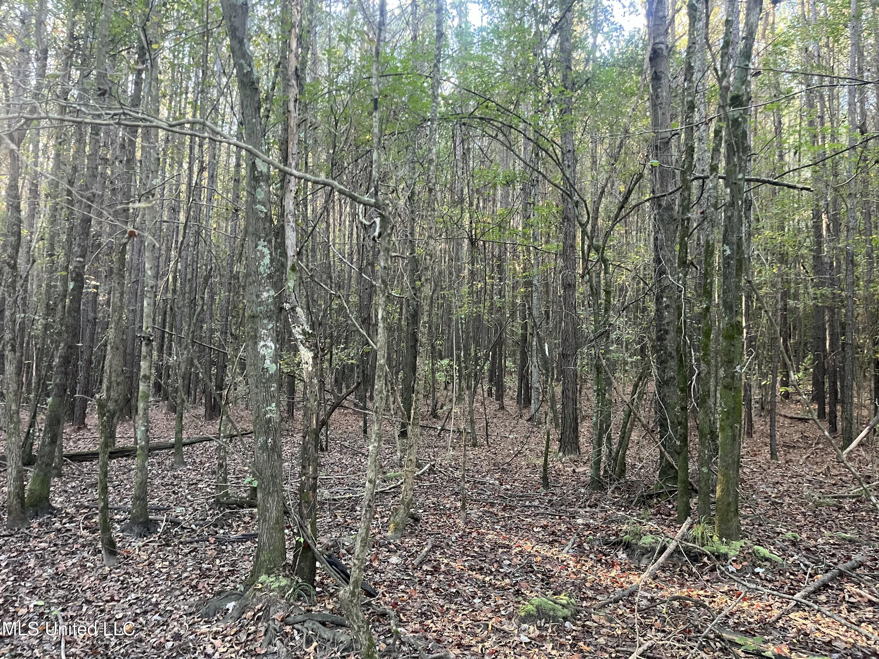 Red Water Road Property Photo 10