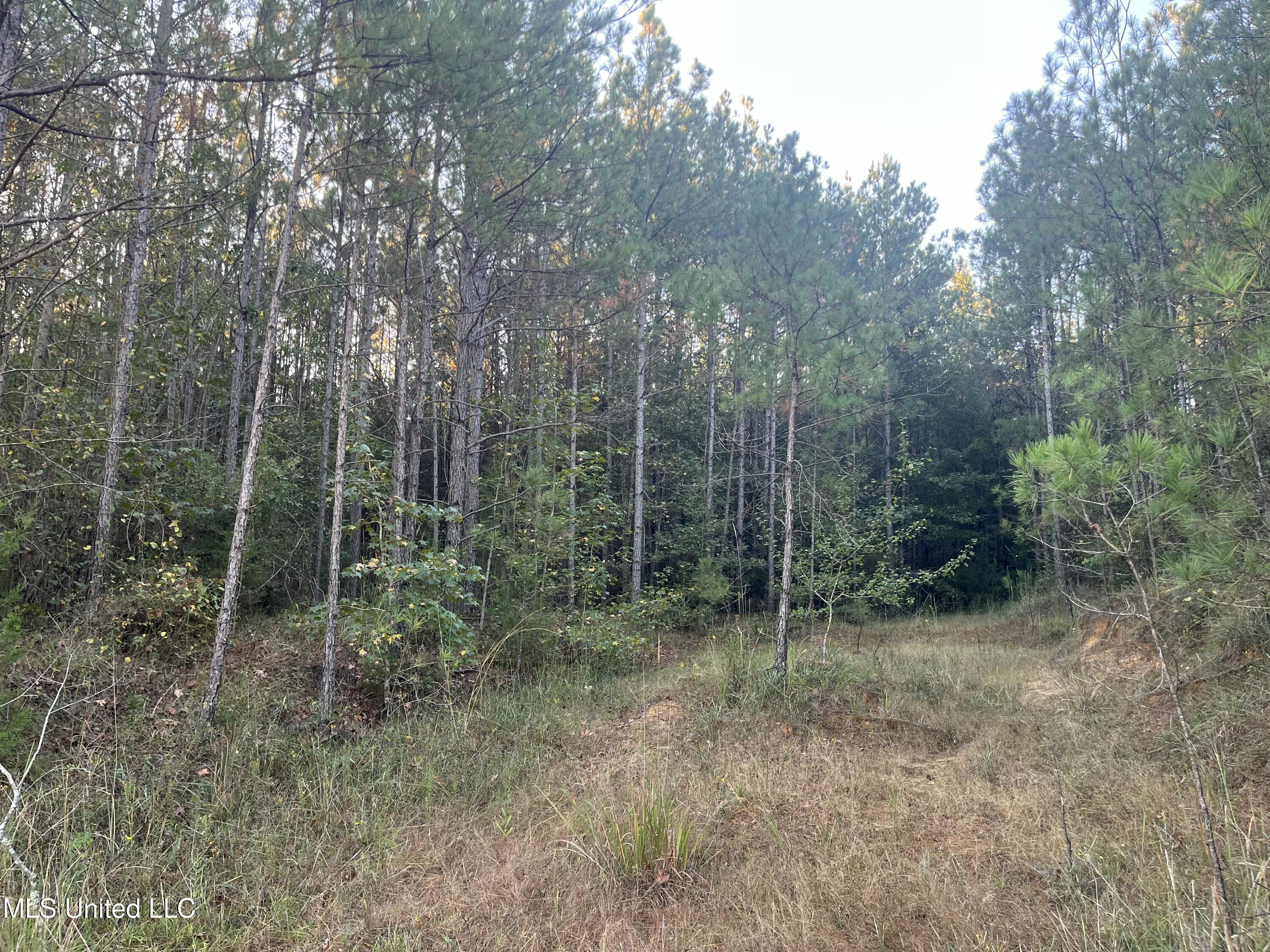 Red Water Road Property Photo 11