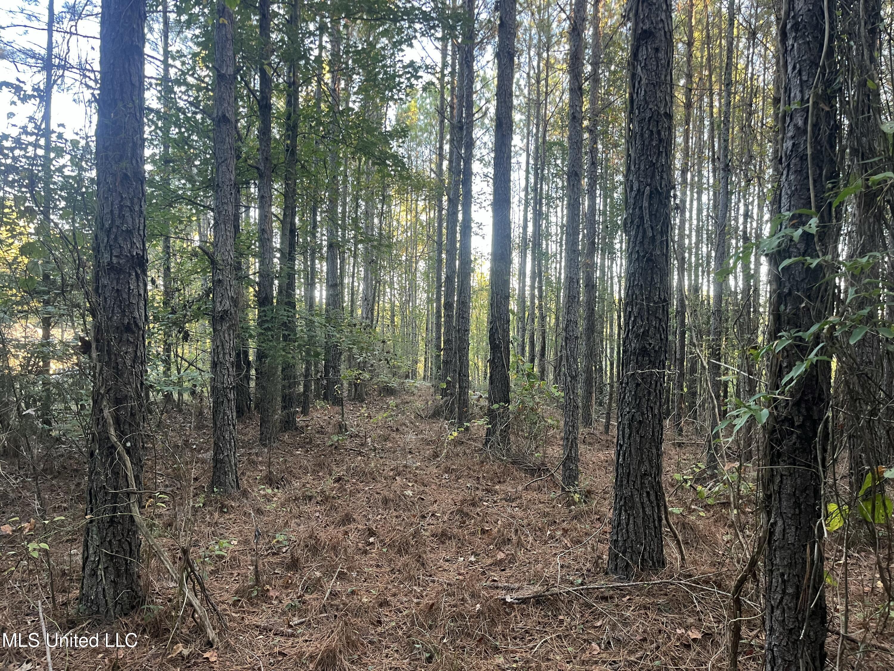 Red Water Road Property Photo 13