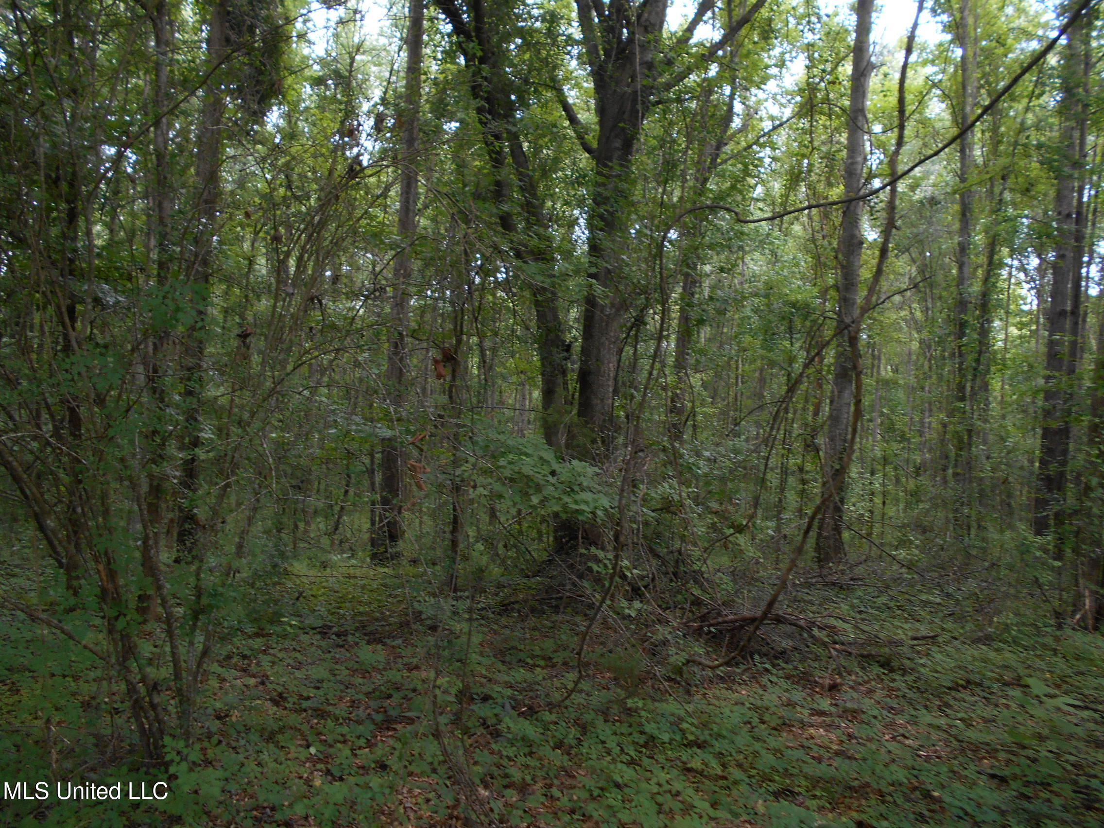 00 Inez Bryant Road Property Photo 13