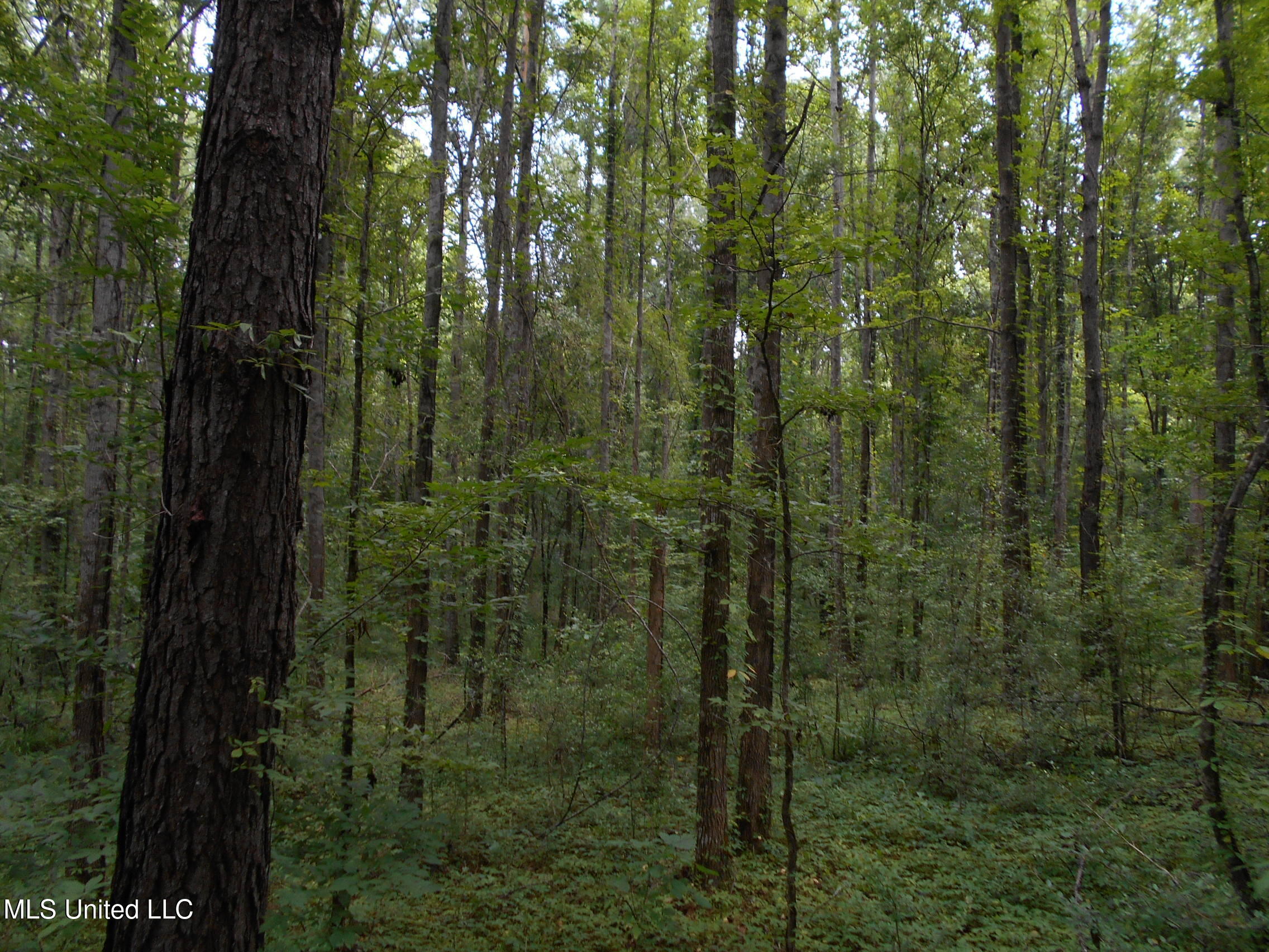 00 Inez Bryant Road Property Photo 14