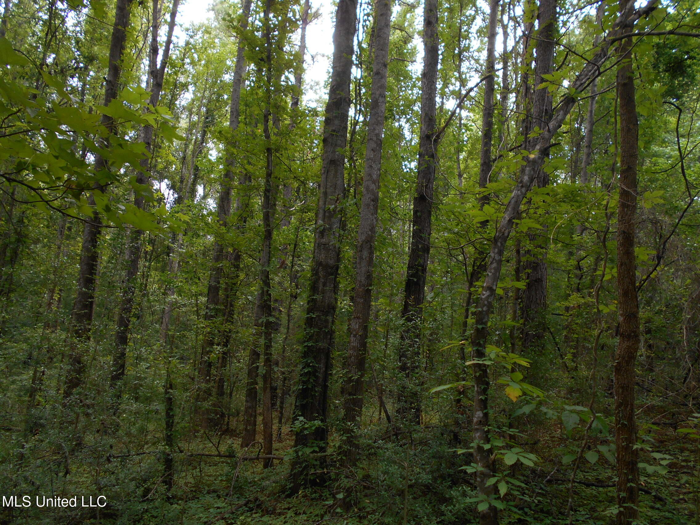 00 Inez Bryant Road Property Photo 15