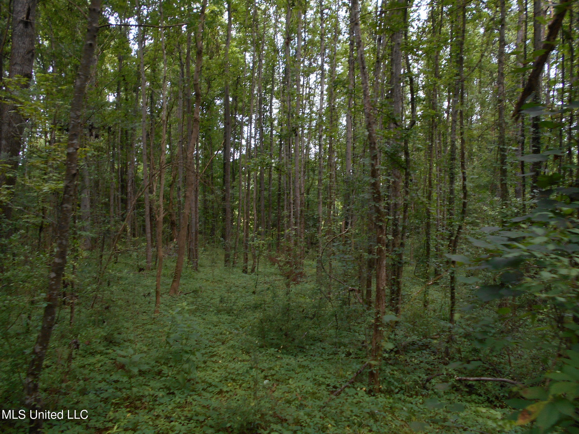 00 Inez Bryant Road Property Photo 16