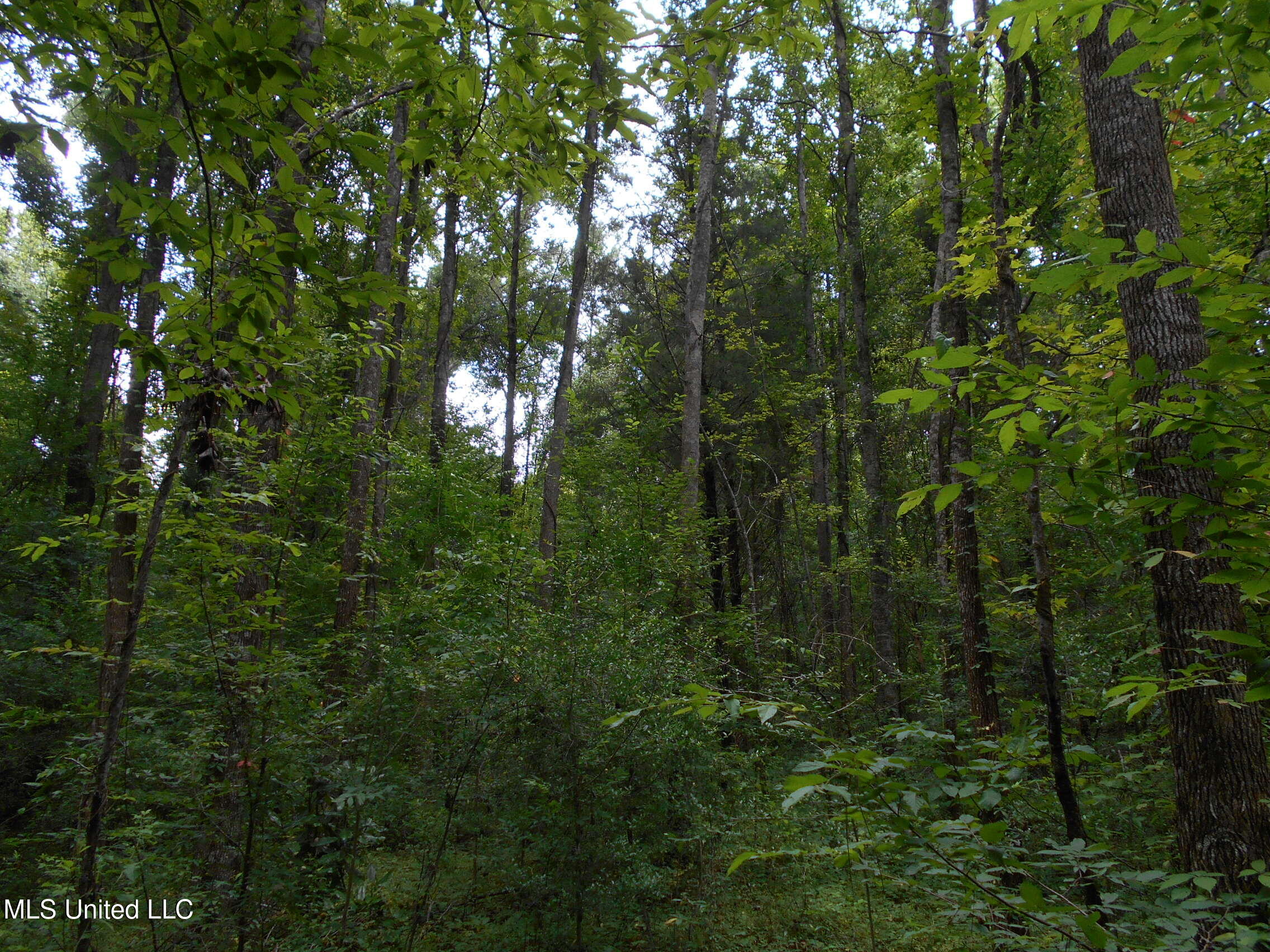 00 Inez Bryant Road Property Photo 17