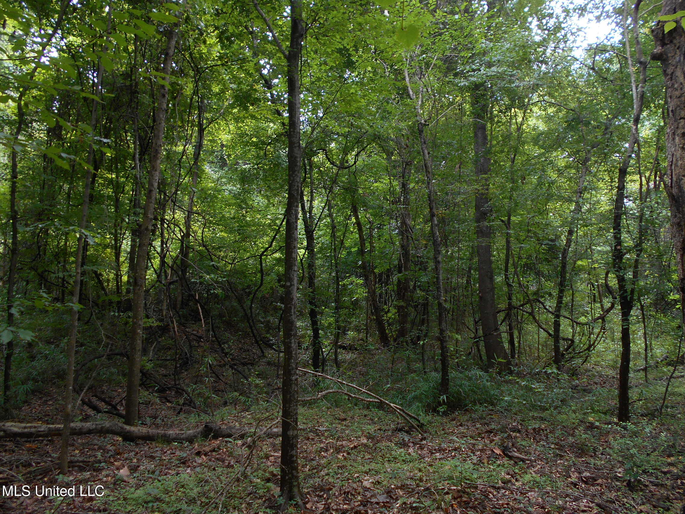 00 Inez Bryant Road Property Photo 19