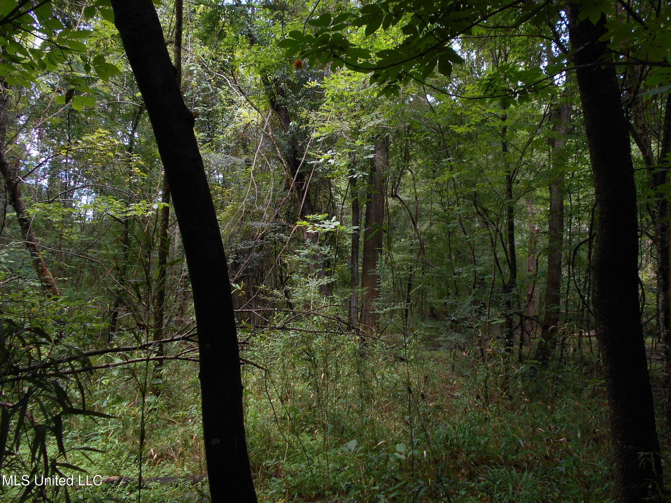 00 Inez Bryant Road Property Photo 21