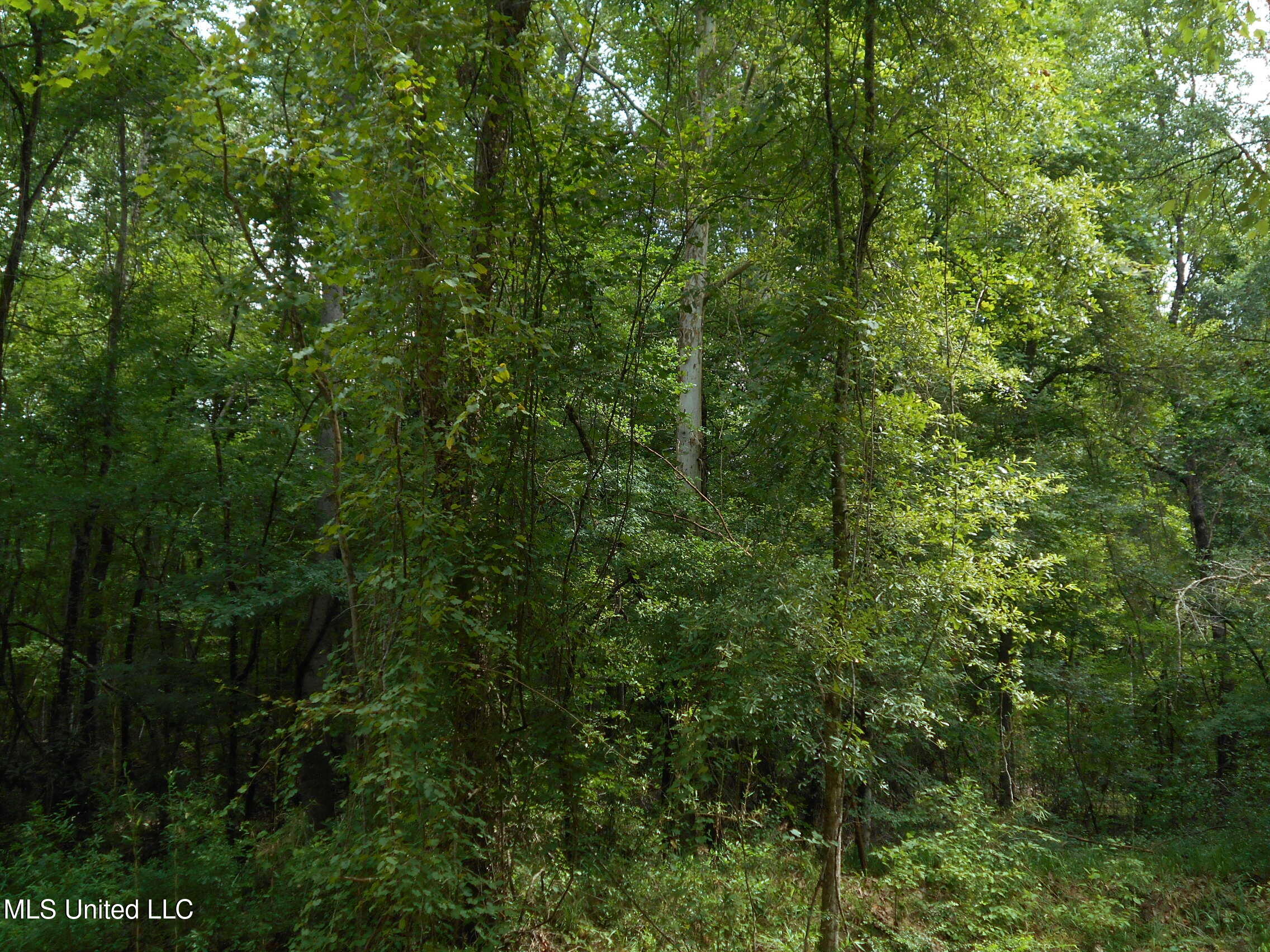 00 Inez Bryant Road Property Photo 24