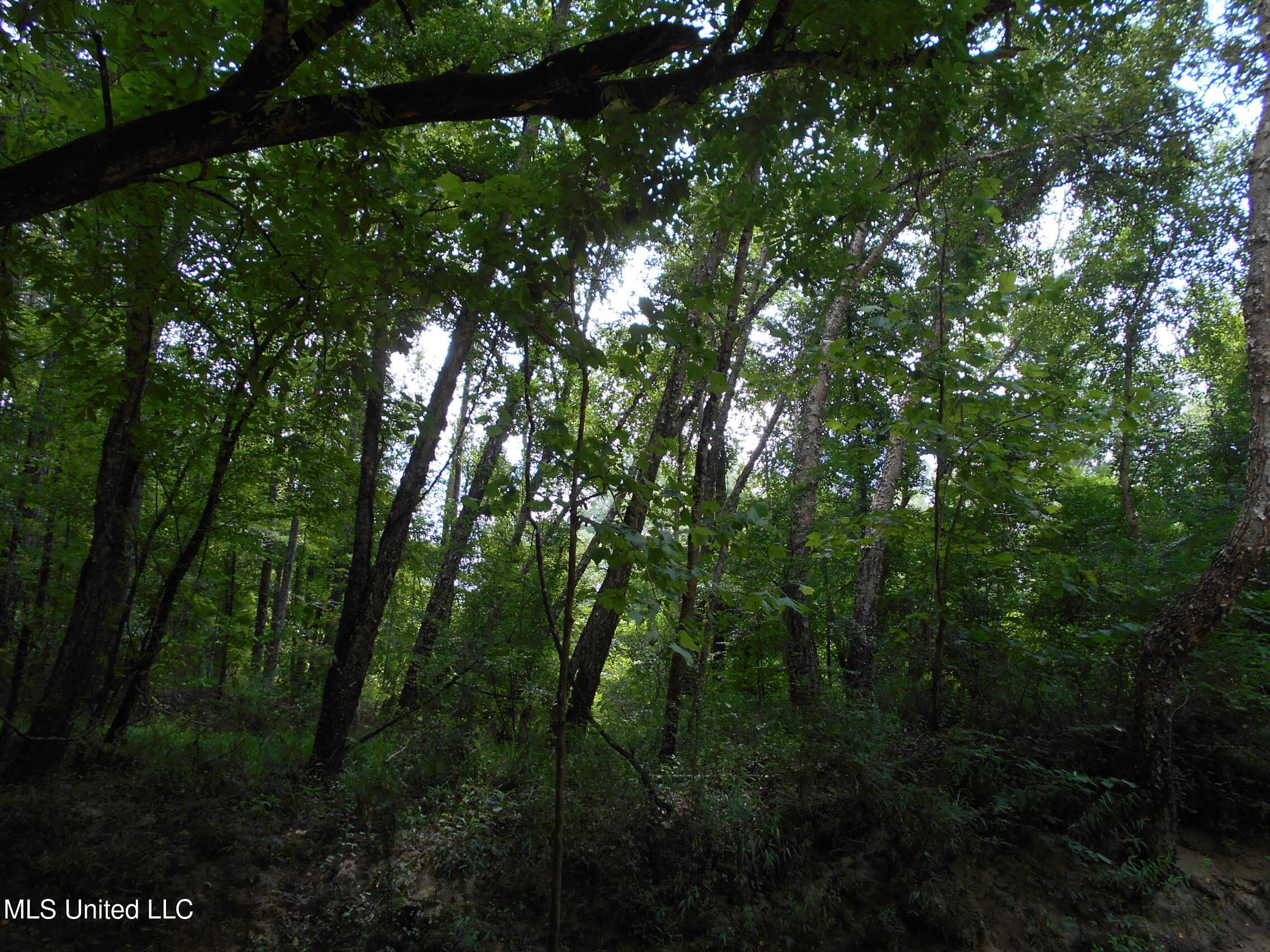 00 Inez Bryant Road Property Photo 25