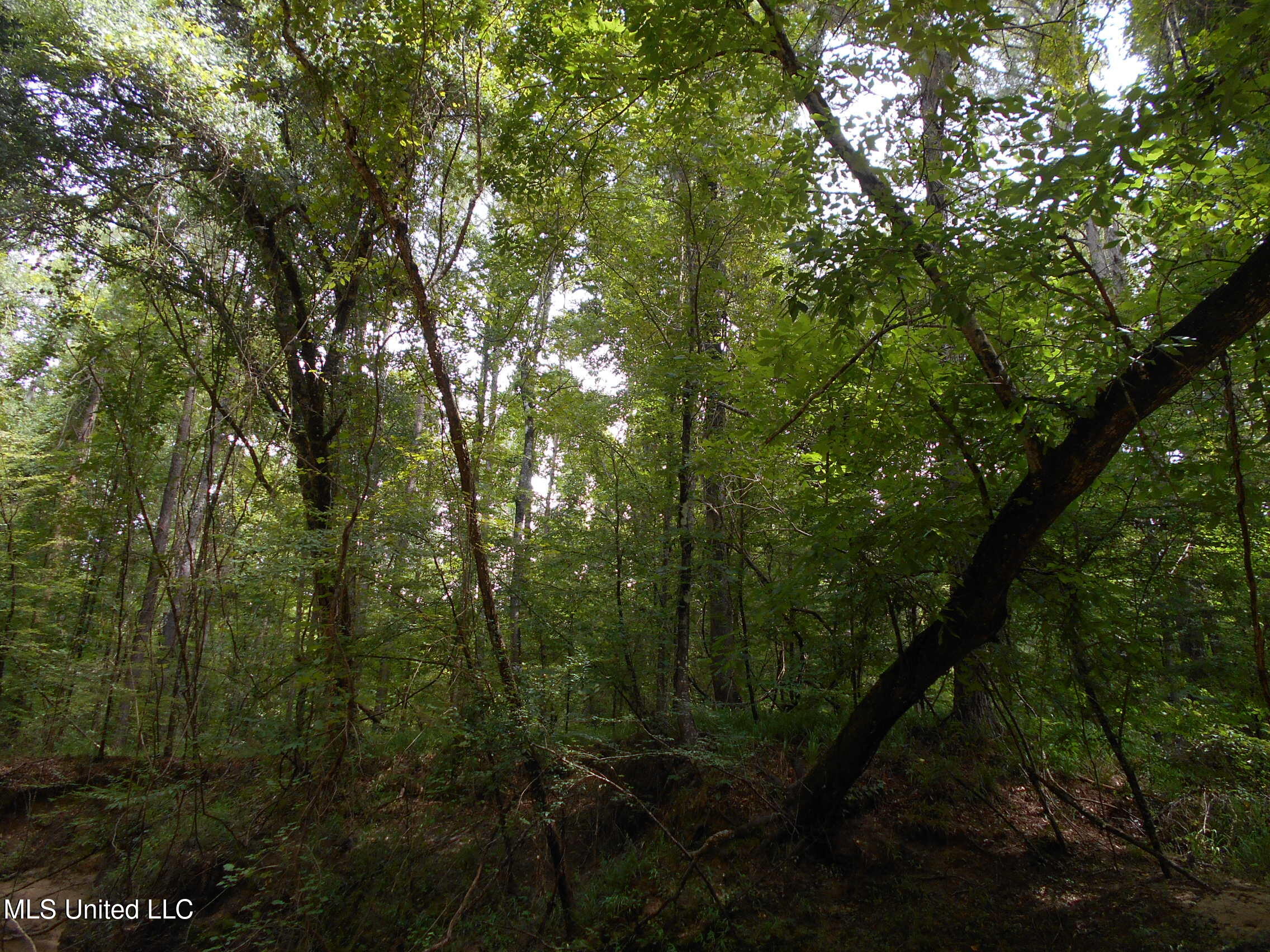 00 Inez Bryant Road Property Photo 26