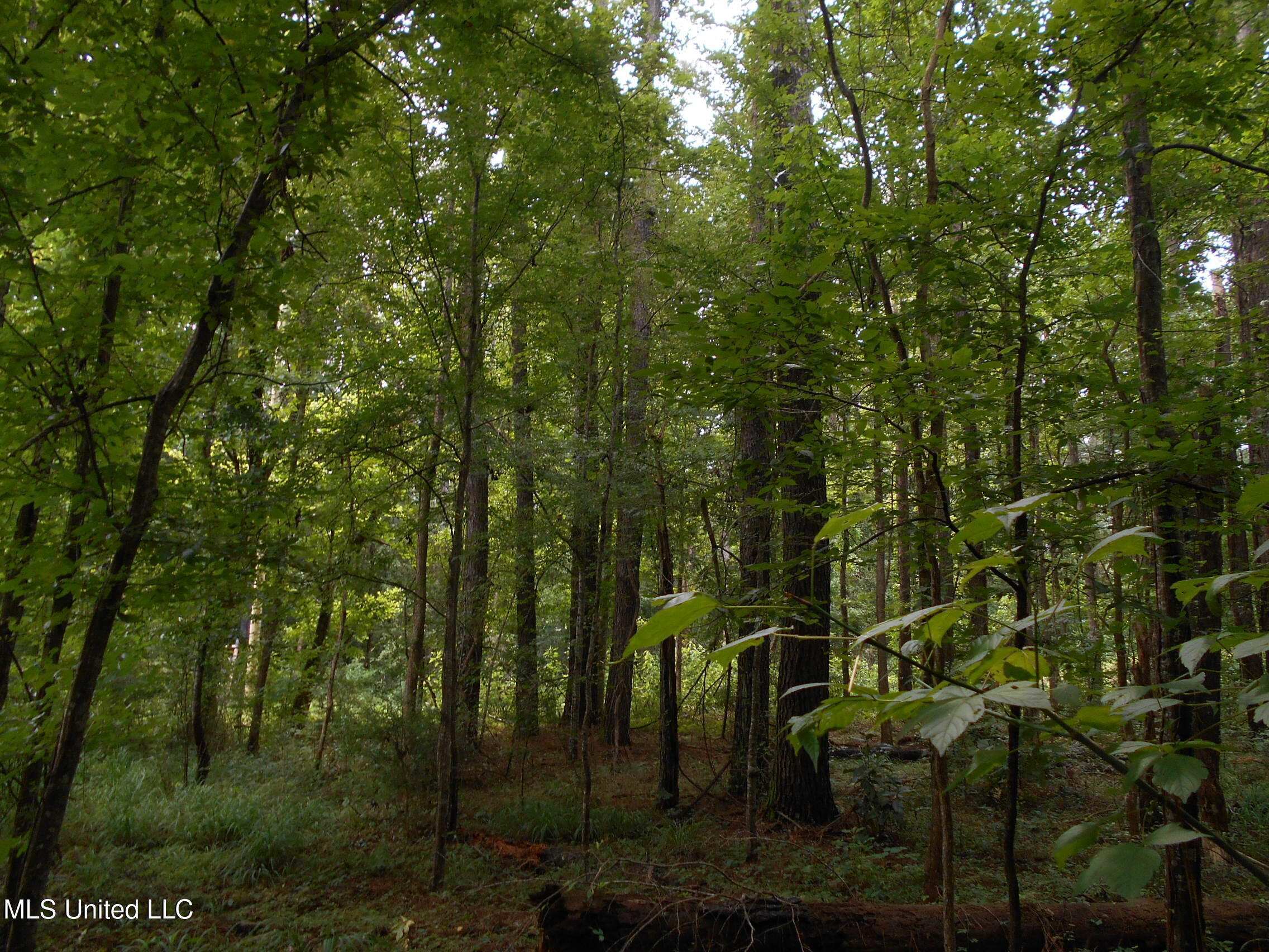 00 Inez Bryant Road Property Photo 28