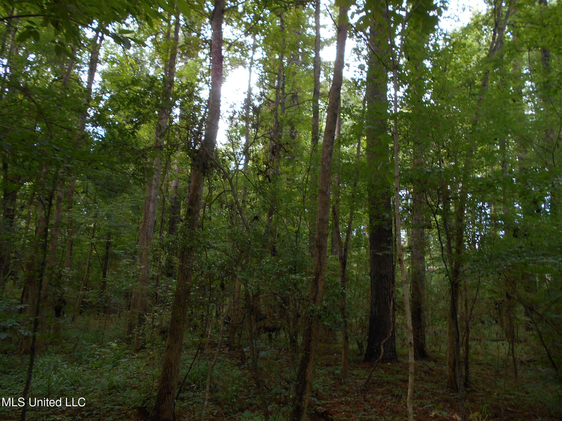 00 Inez Bryant Road Property Photo 32