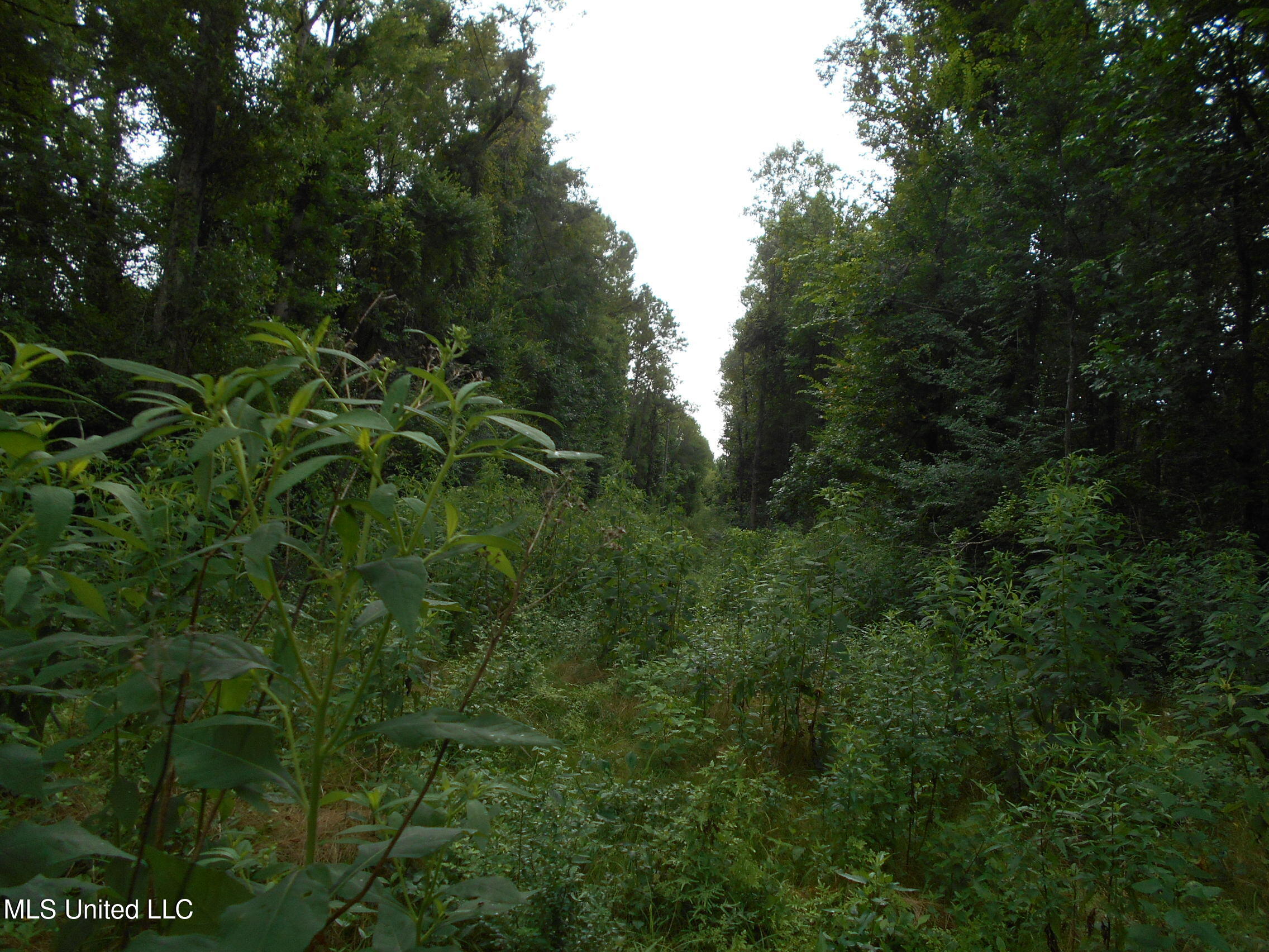 00 Inez Bryant Road Property Photo 33