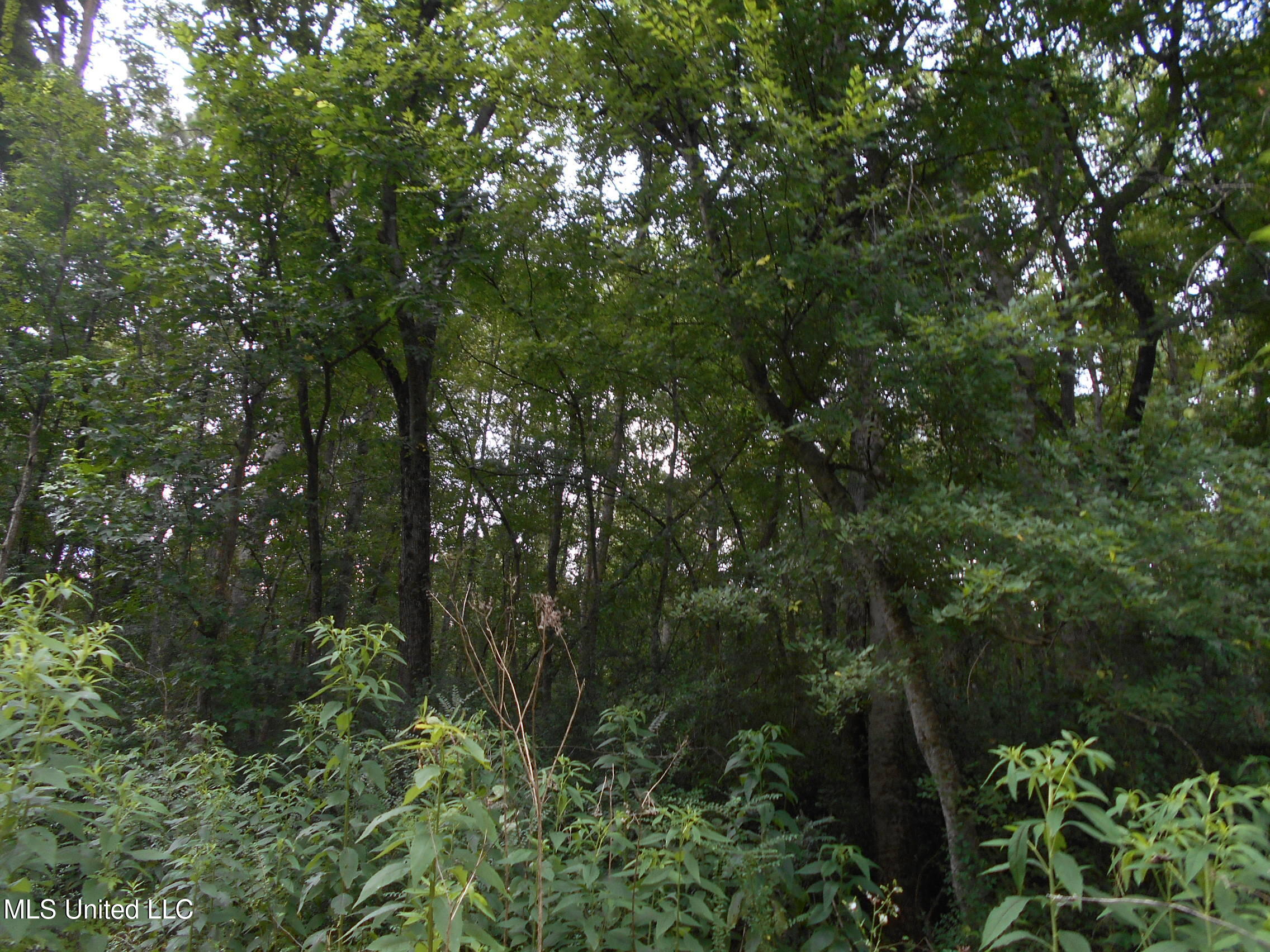 00 Inez Bryant Road Property Photo 34