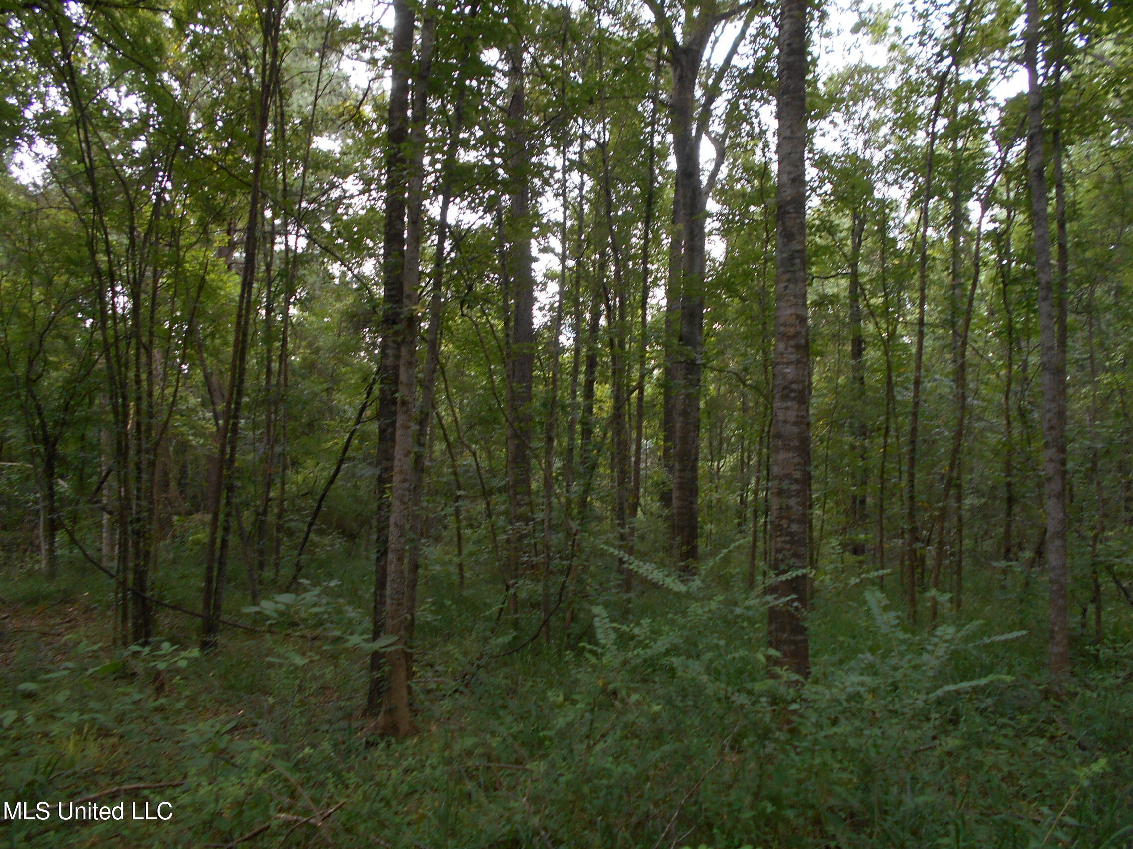 00 Inez Bryant Road Property Photo 37