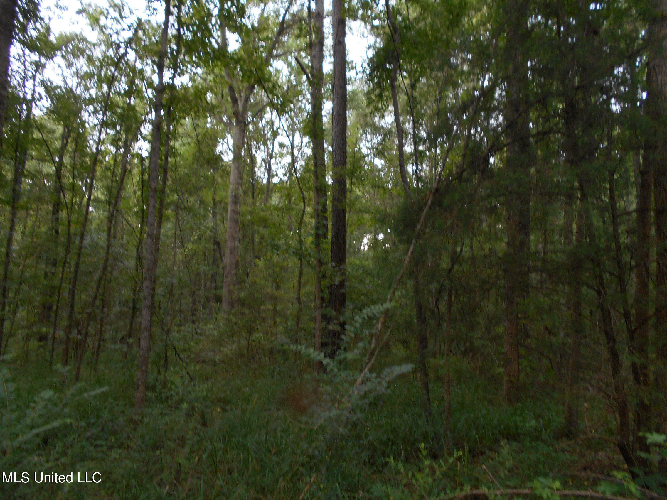 00 Inez Bryant Road Property Photo 38