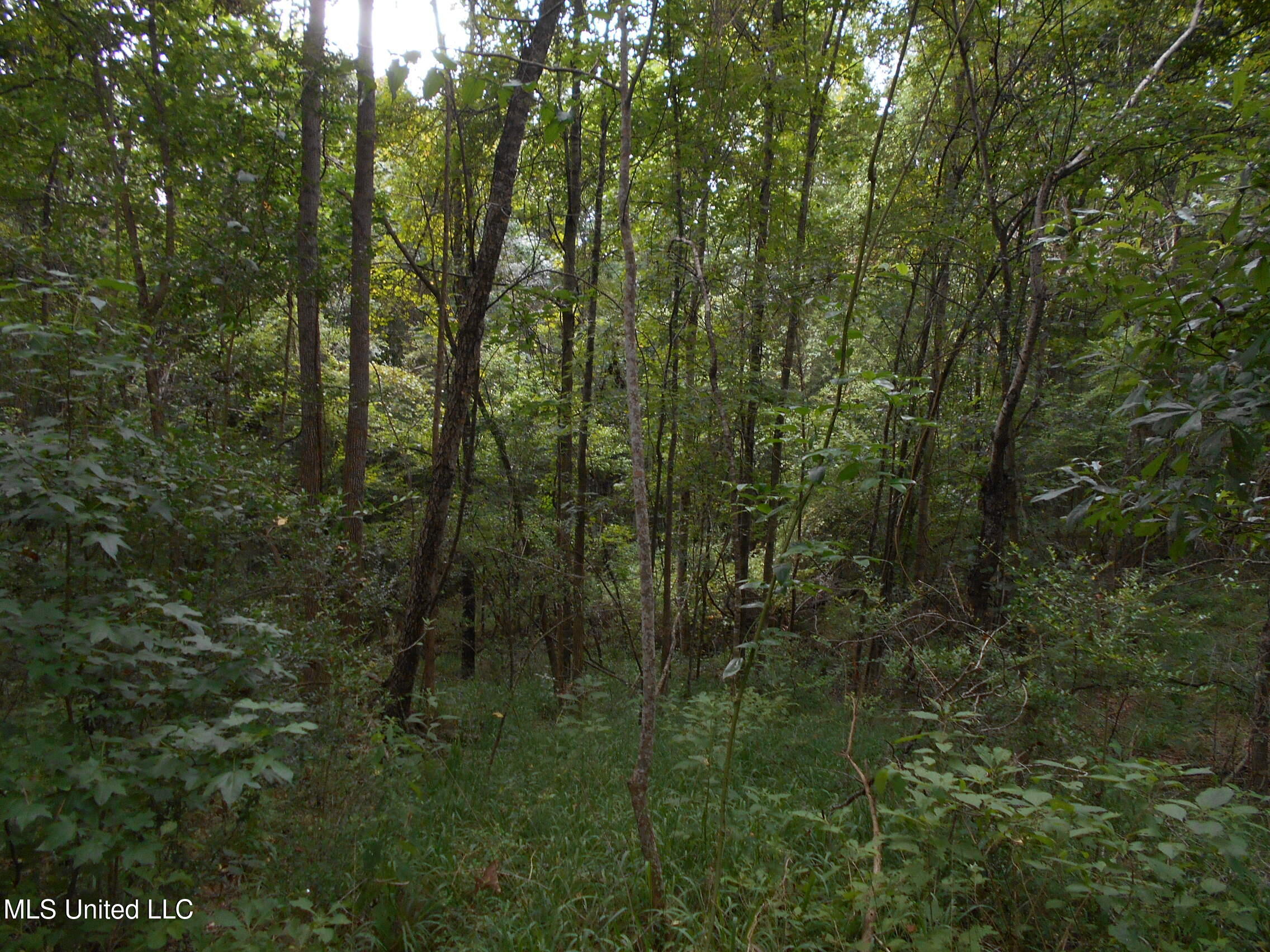 00 Inez Bryant Road Property Photo 39