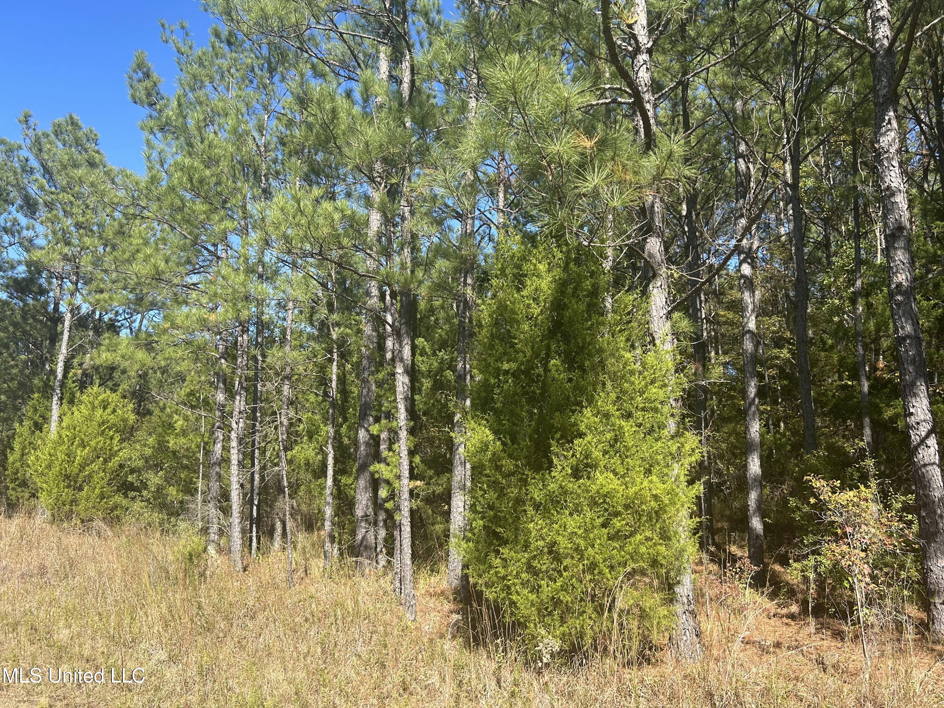 Tbd N Highway 80 Property Photo 8