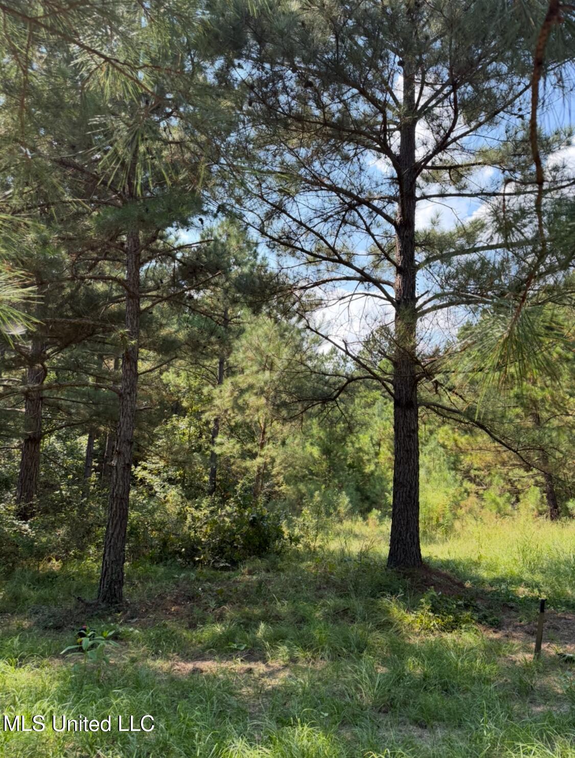 County Road 1113 Property Photo 5