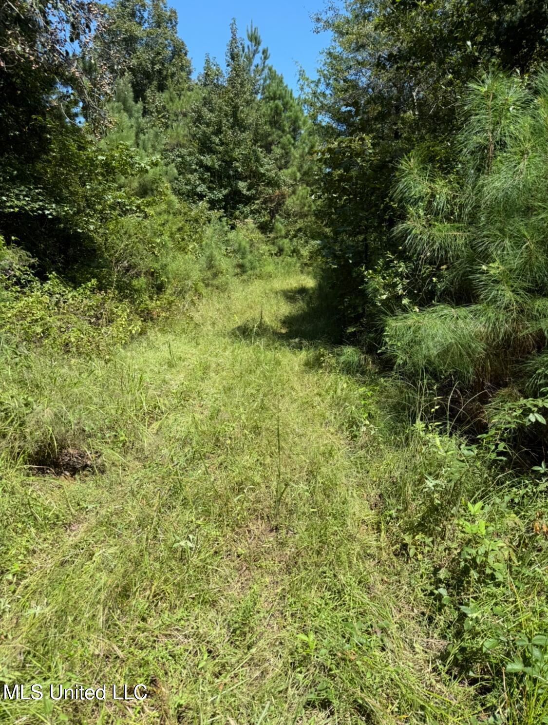 County Road 1113 Property Photo 6