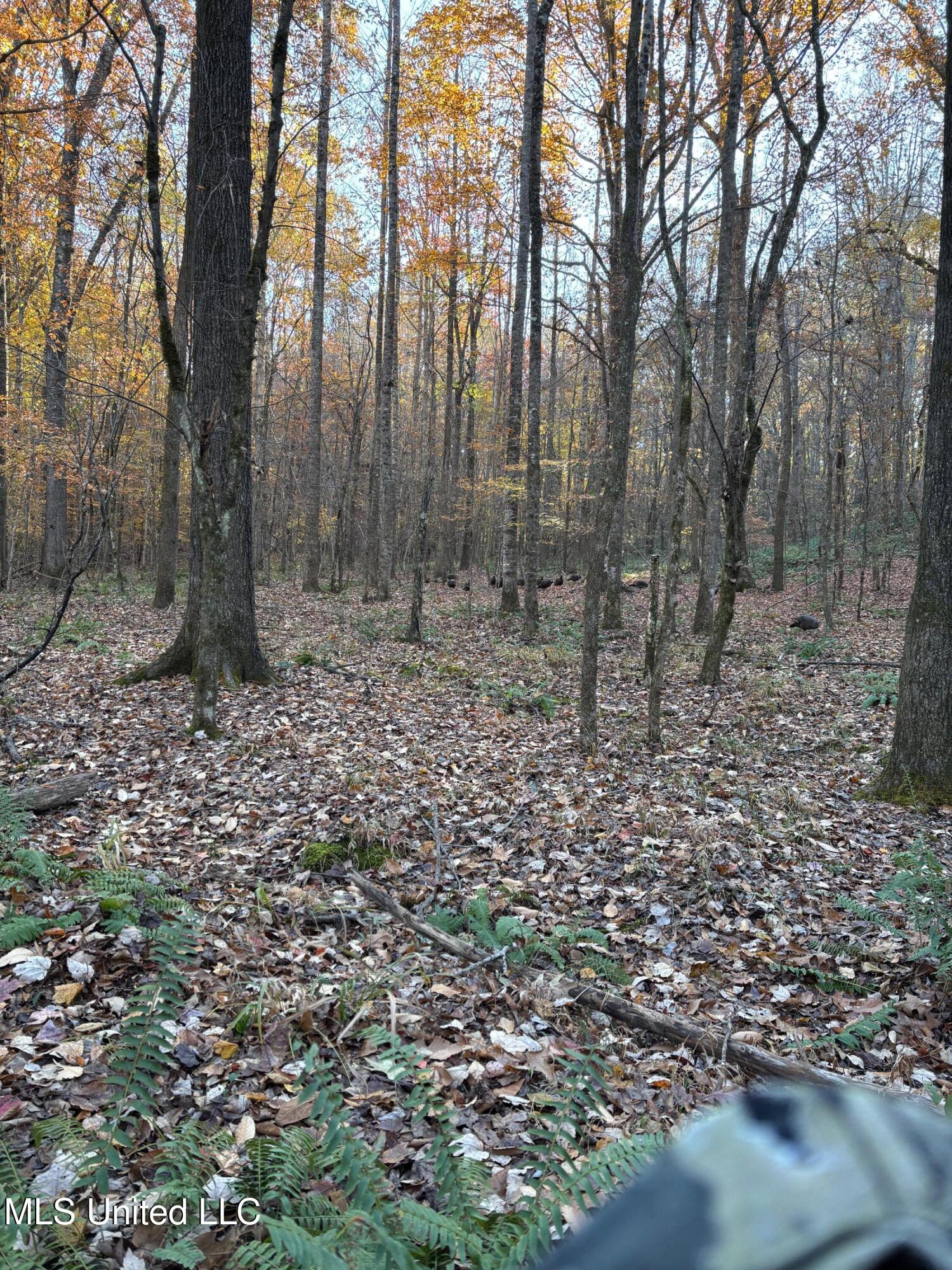 County Road 413 Property Photo 4