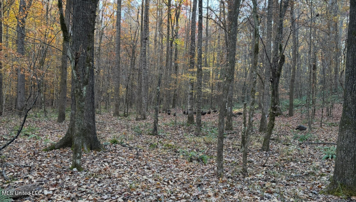 County Road 413 Property Photo 9