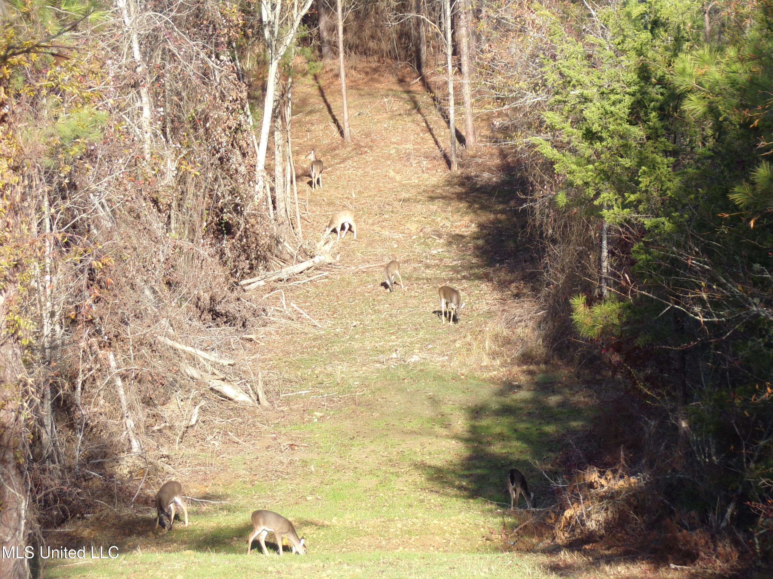 960 Old 51 Road Property Photo 11