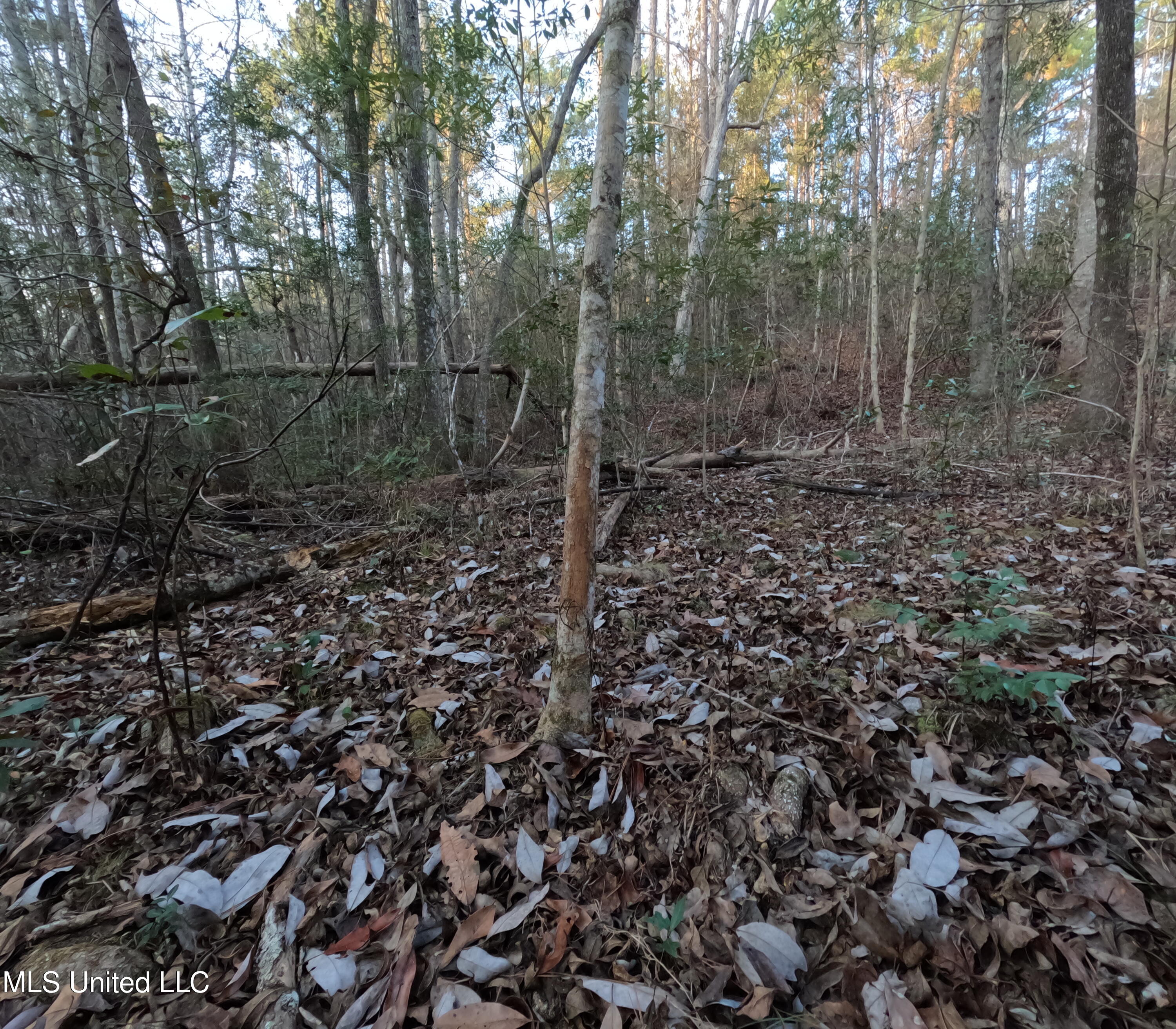 S County Line Road Property Photo 37