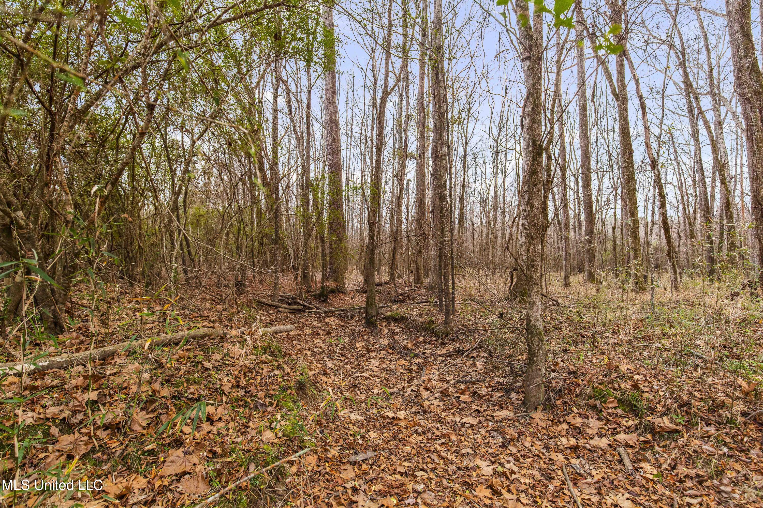 Mount Pilgrim Road Property Photo 10