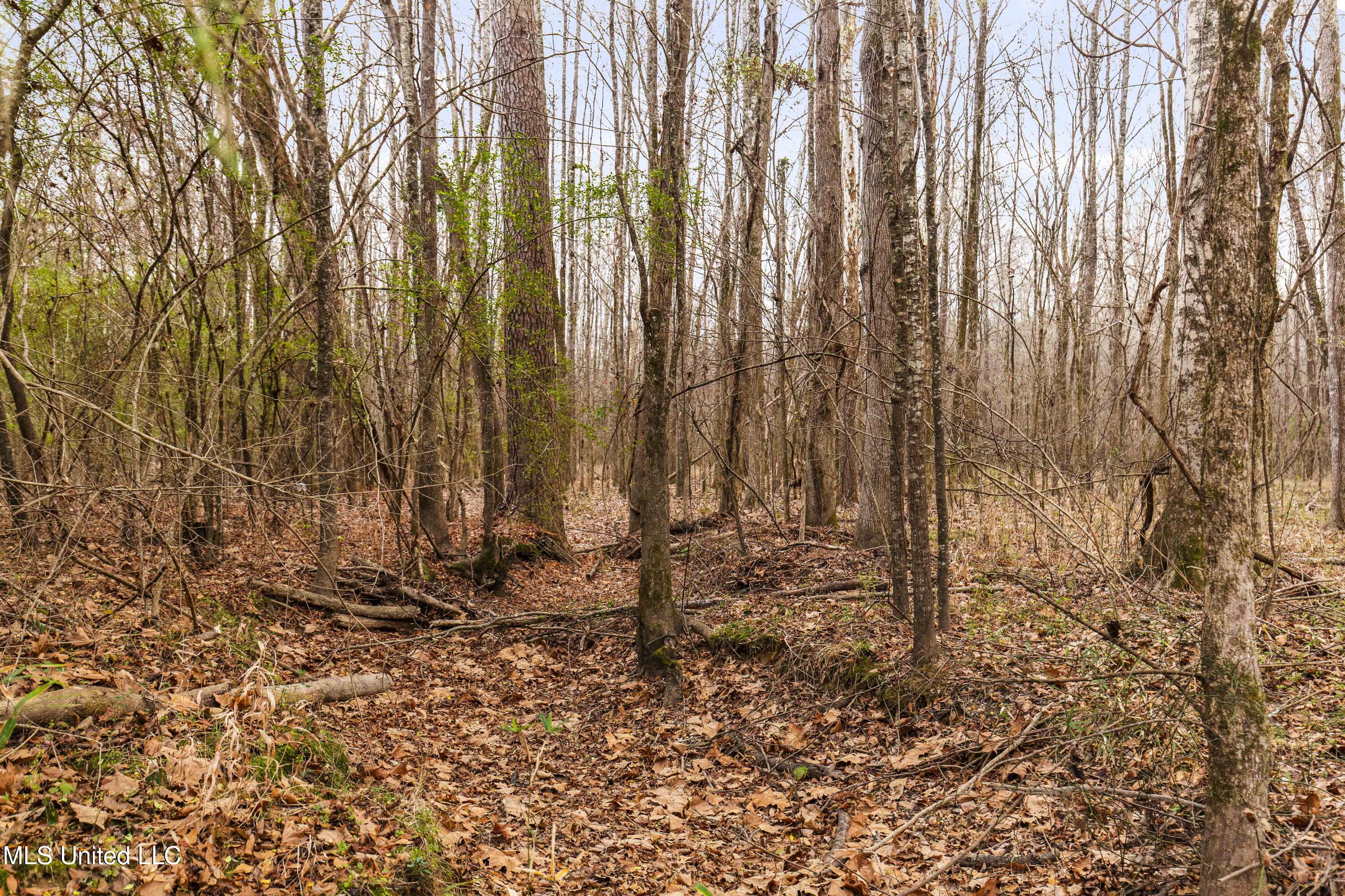 Mount Pilgrim Road Property Photo 11