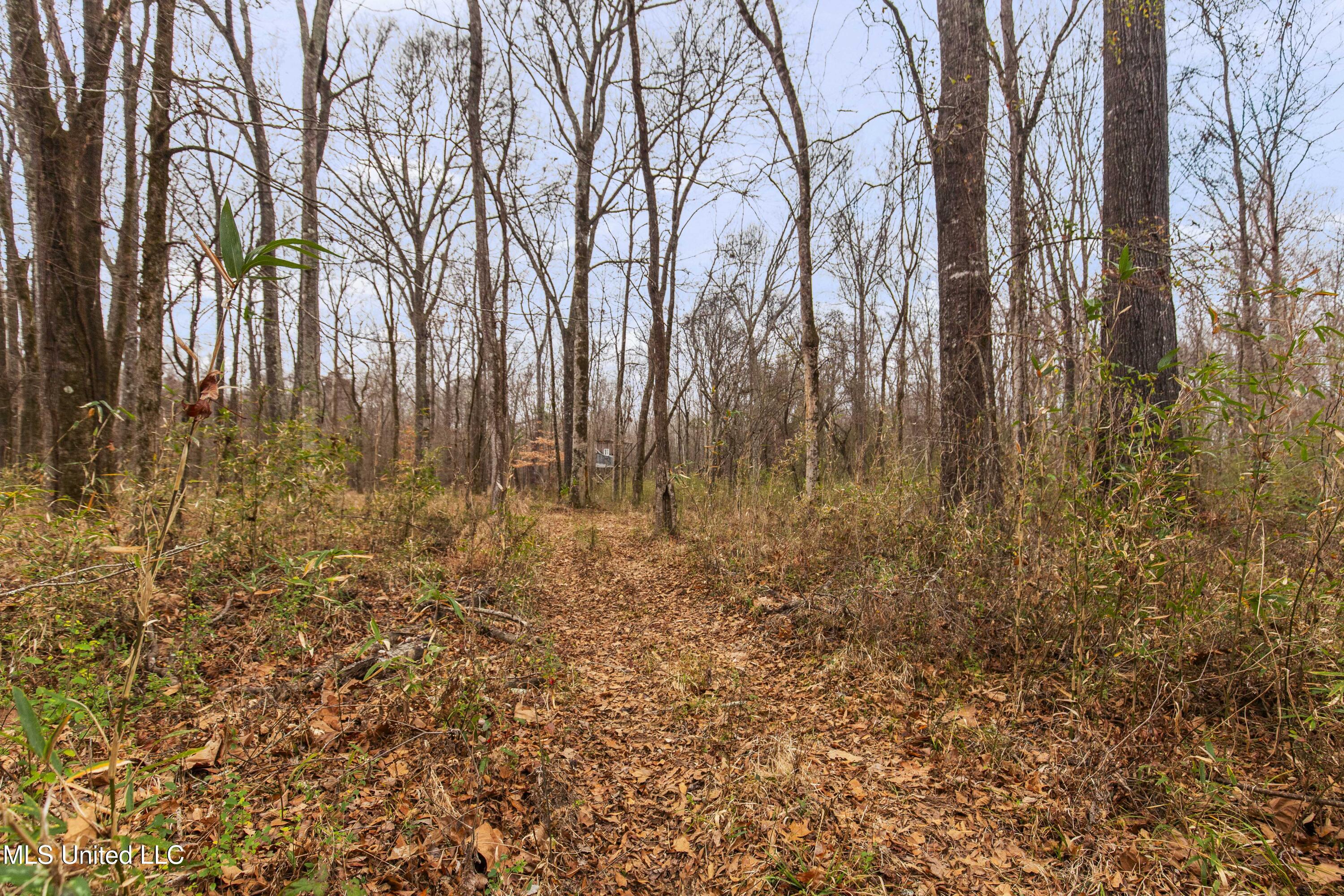 Mount Pilgrim Road Property Photo 12