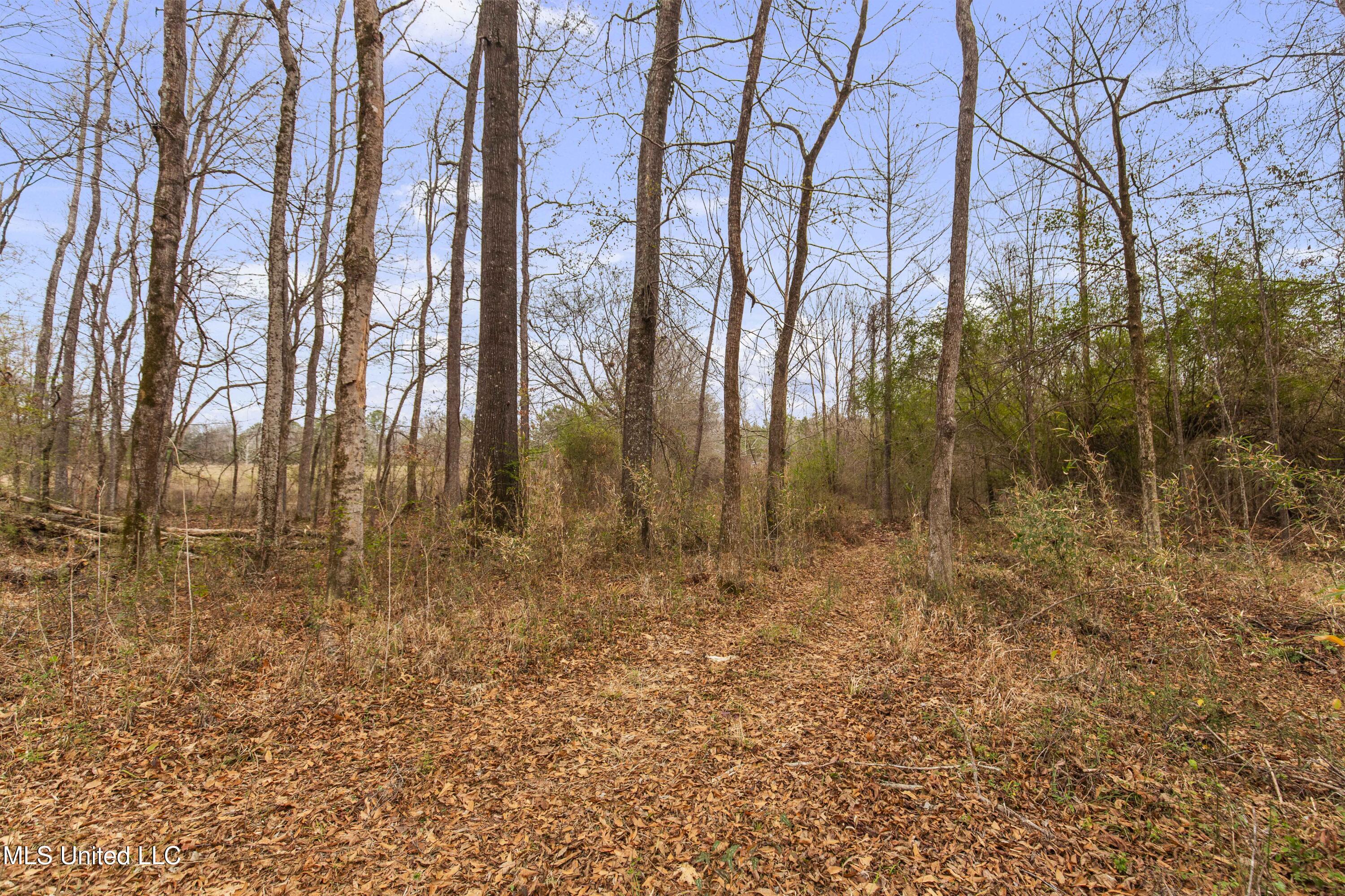 Mount Pilgrim Road Property Photo 13