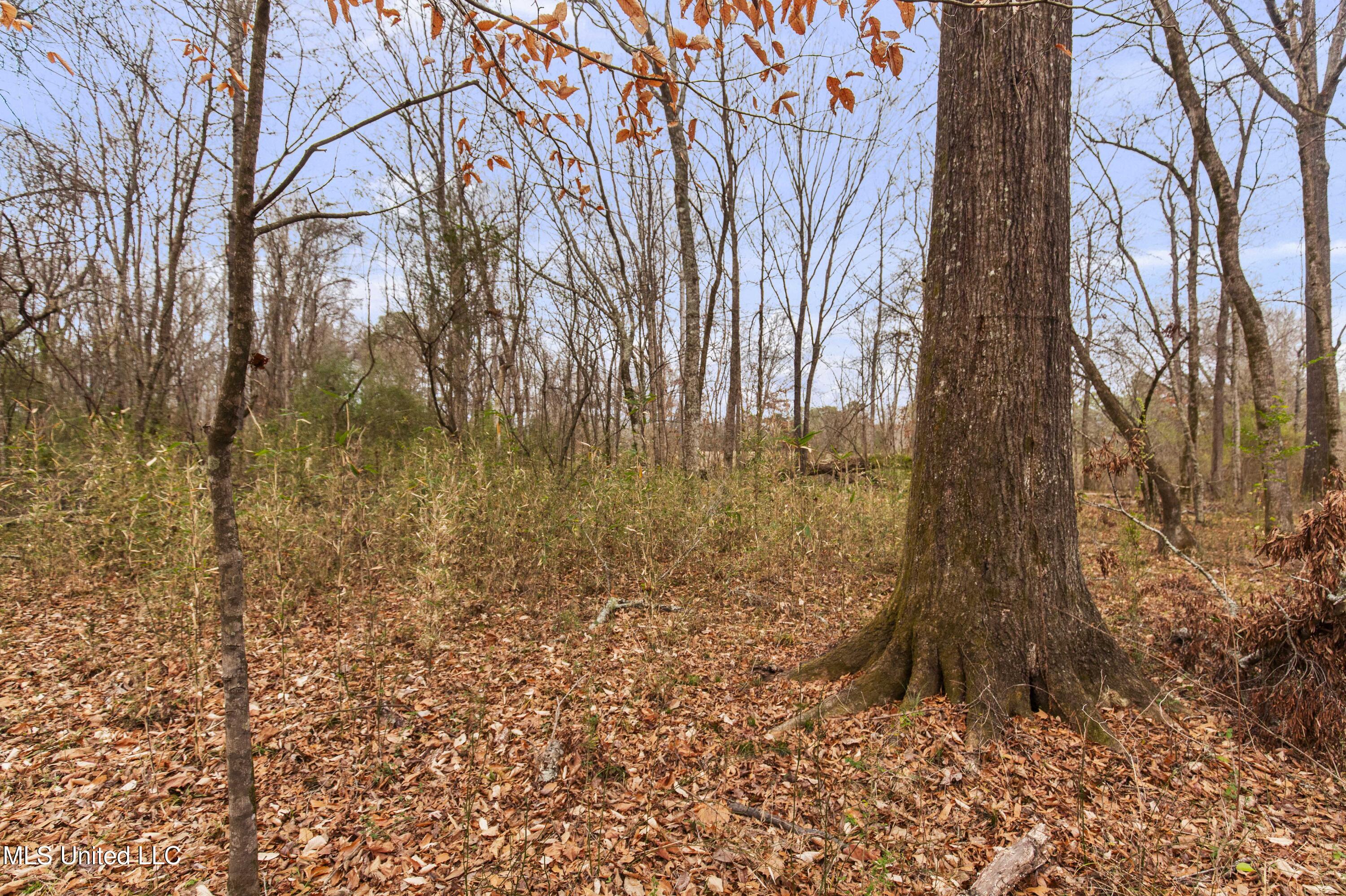 Mount Pilgrim Road Property Photo 14