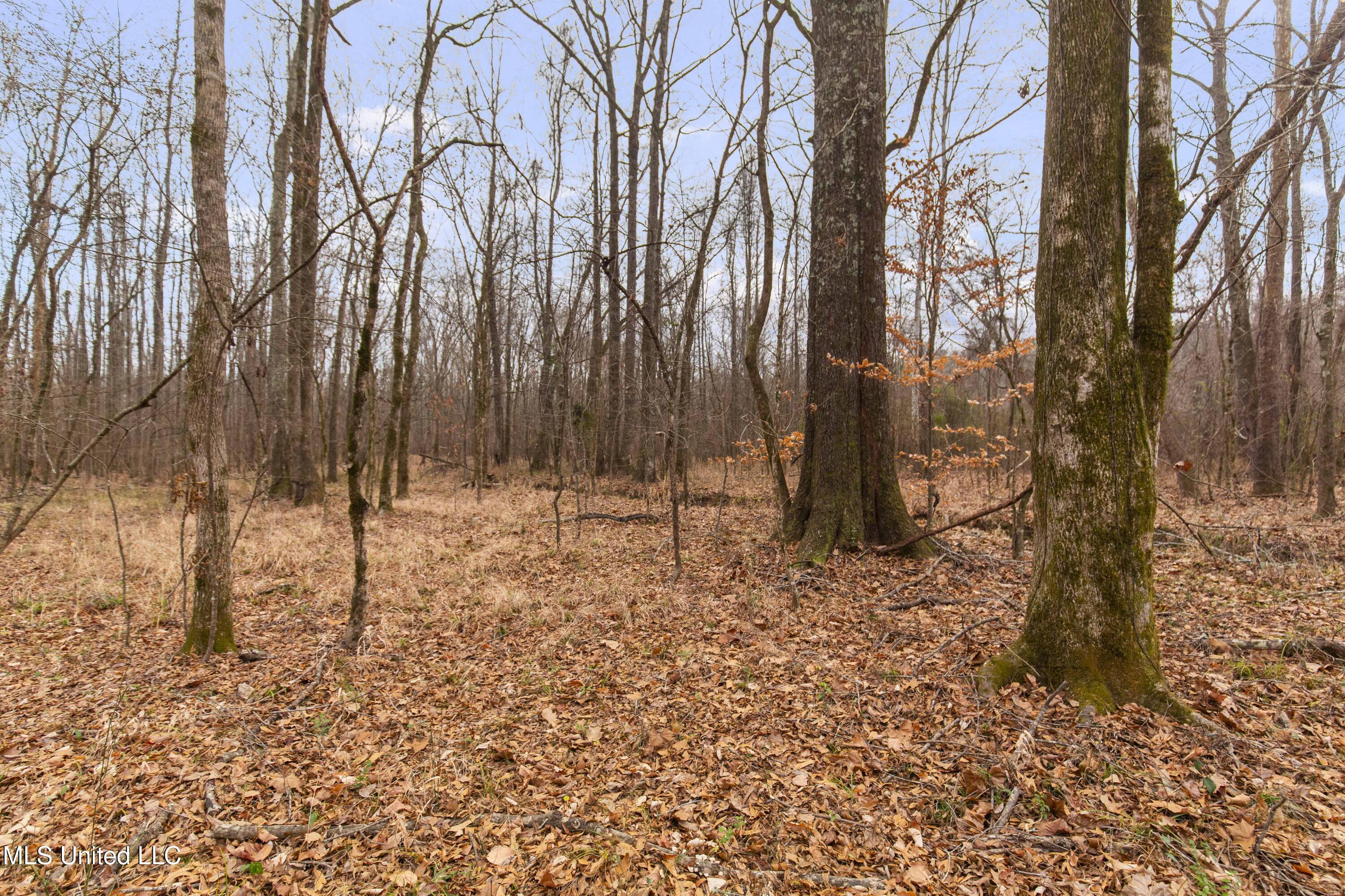 Mount Pilgrim Road Property Photo 15