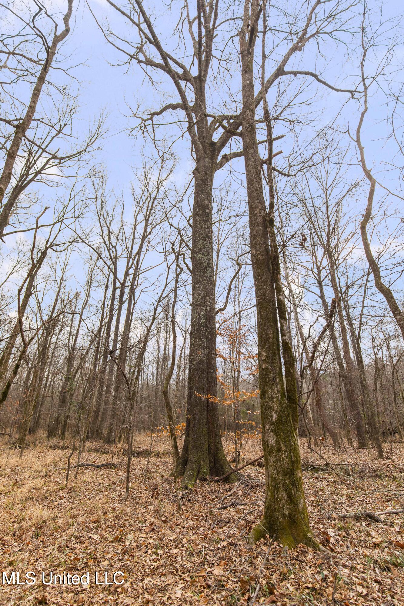 Mount Pilgrim Road Property Photo 16