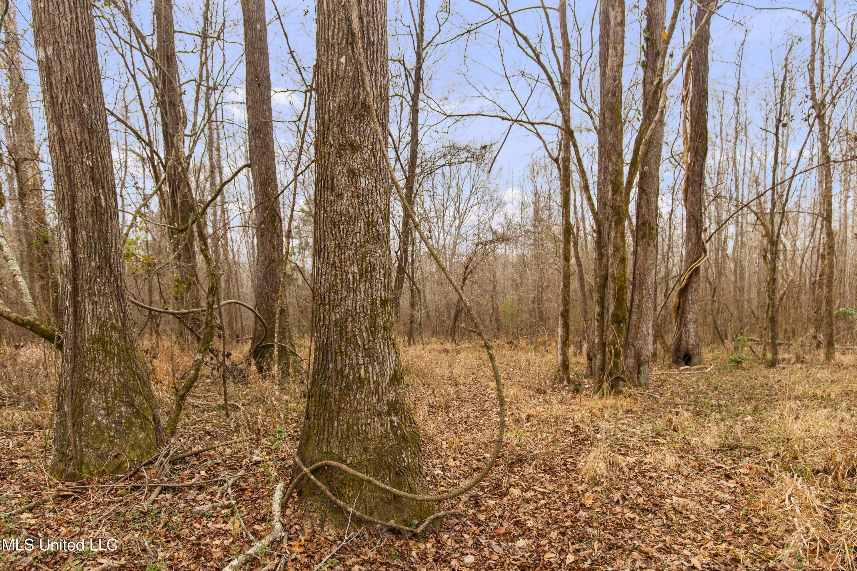 Mount Pilgrim Road Property Photo 21