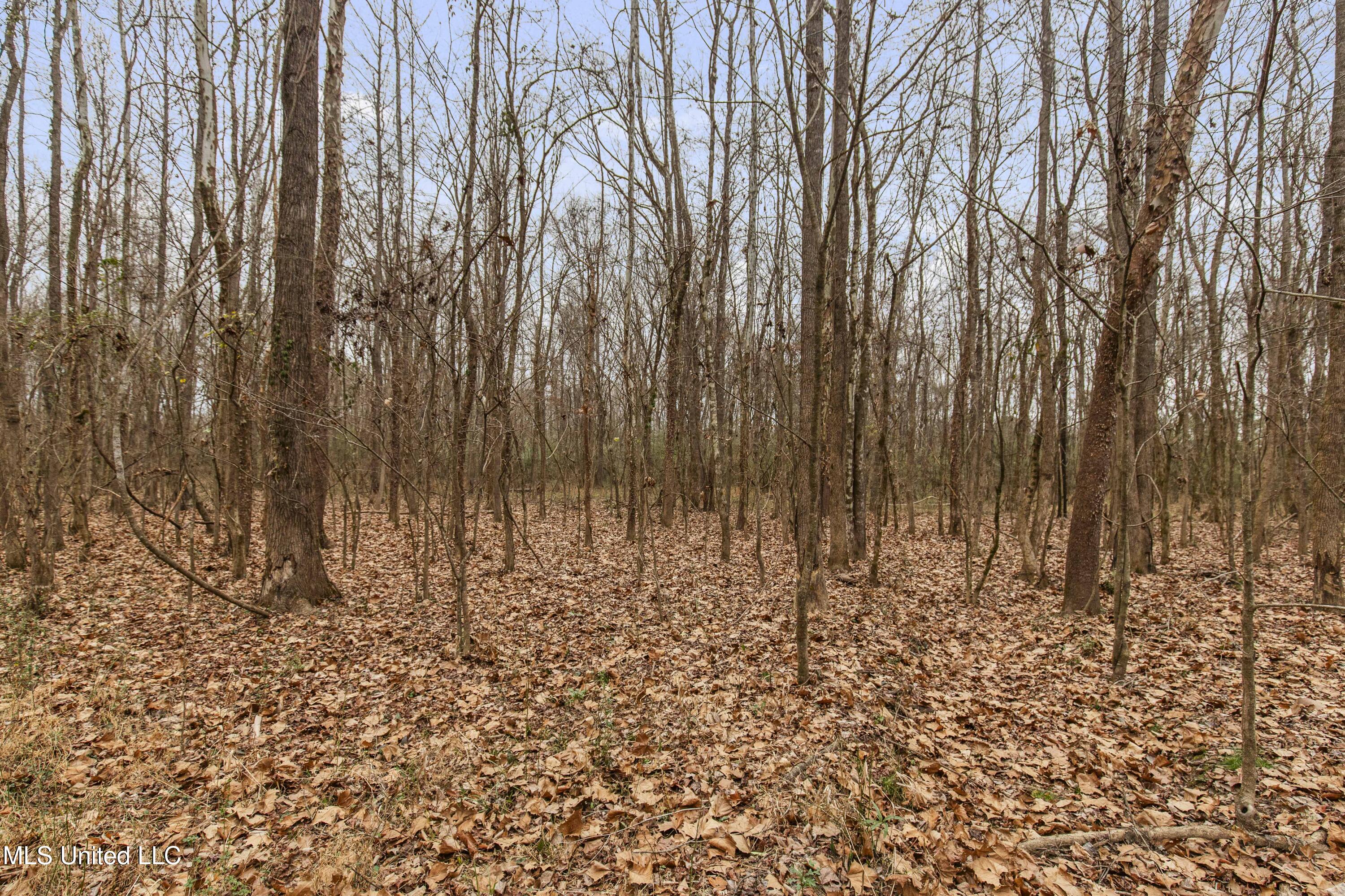 Mount Pilgrim Road Property Photo 27