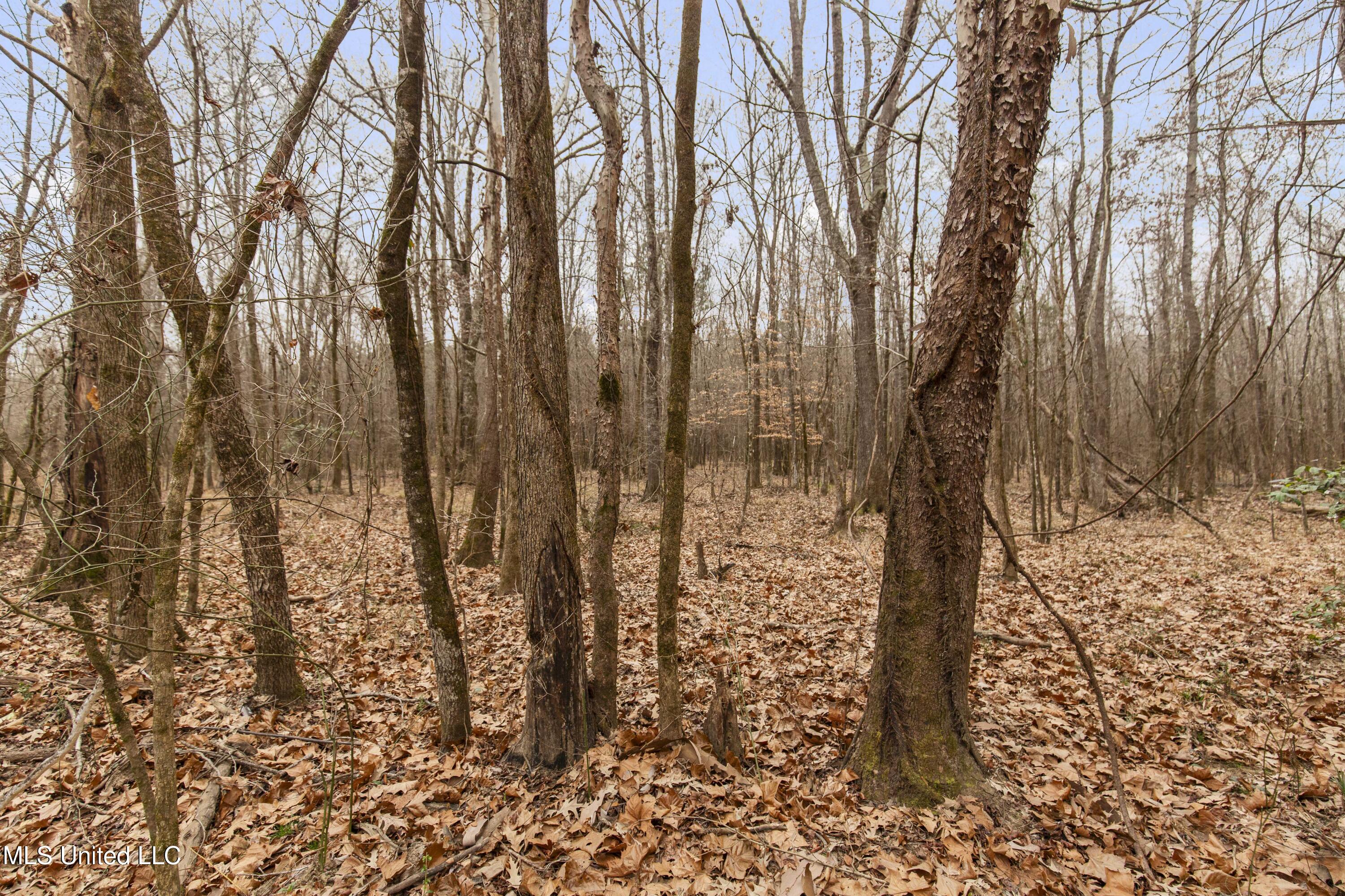 Mount Pilgrim Road Property Photo 36