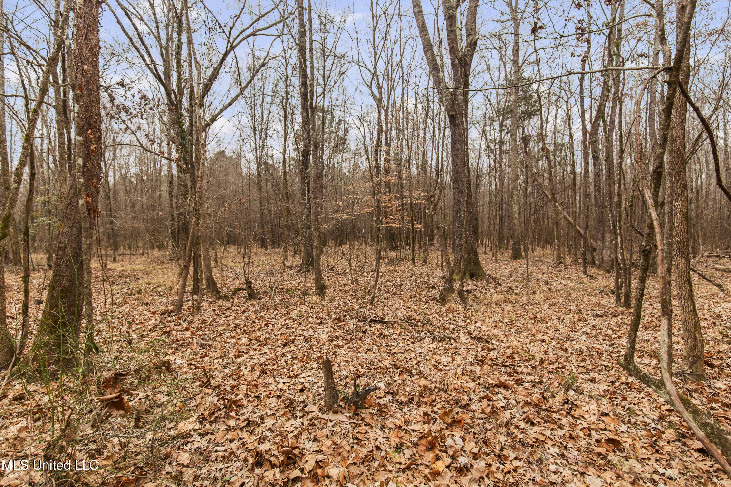Mount Pilgrim Road Property Photo 37