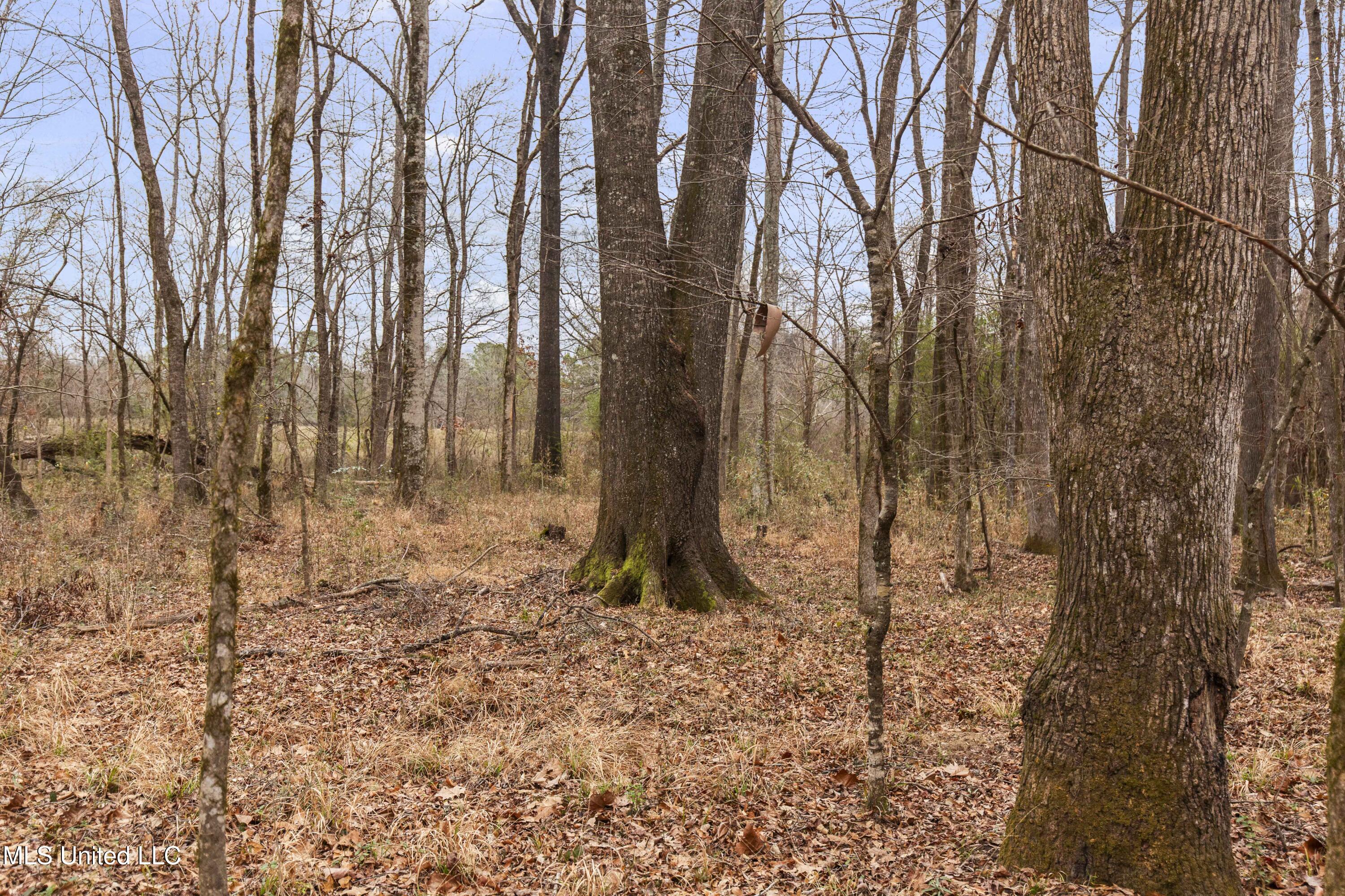 Mount Pilgrim Road Property Photo 41