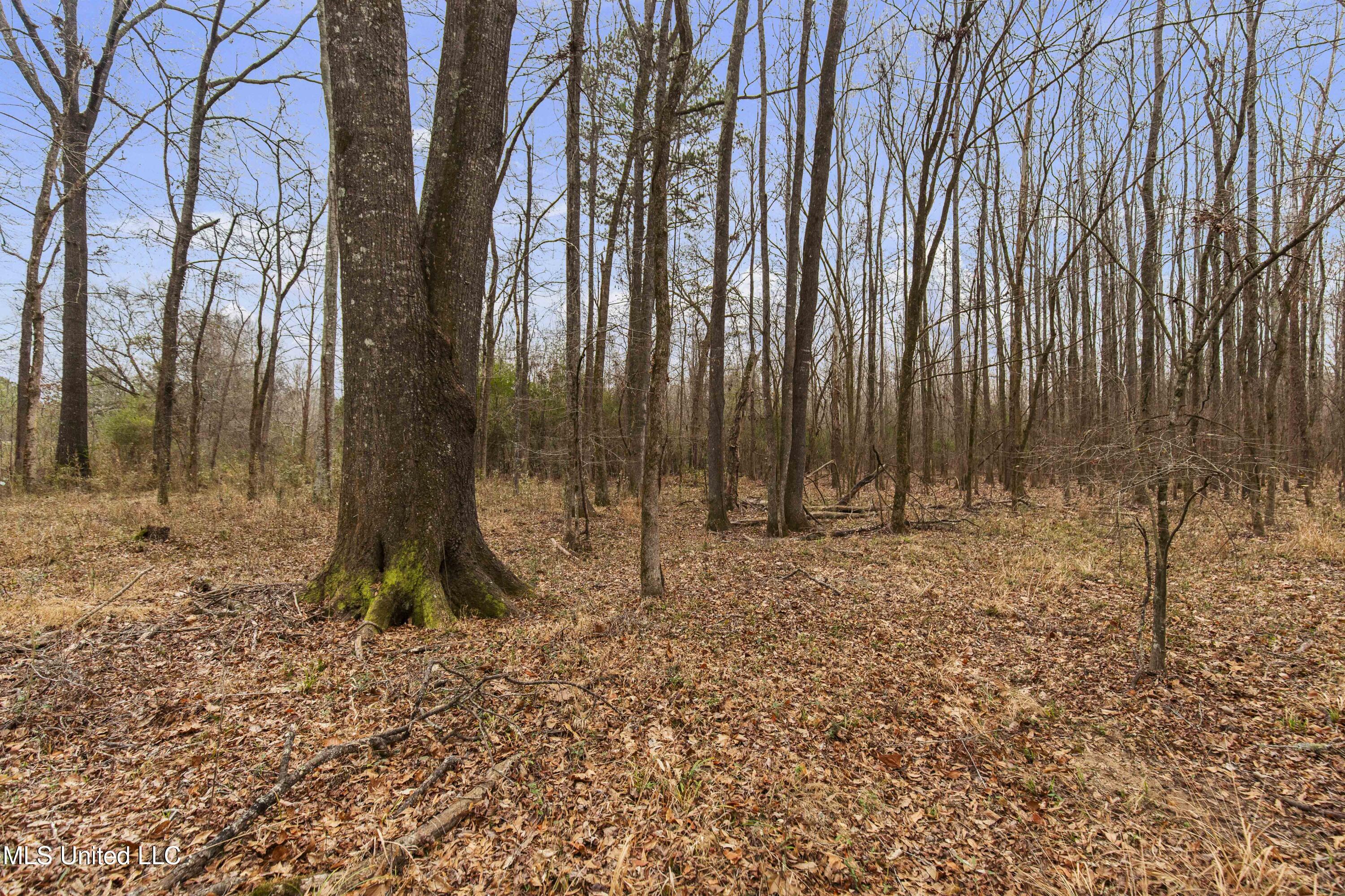 Mount Pilgrim Road Property Photo 43