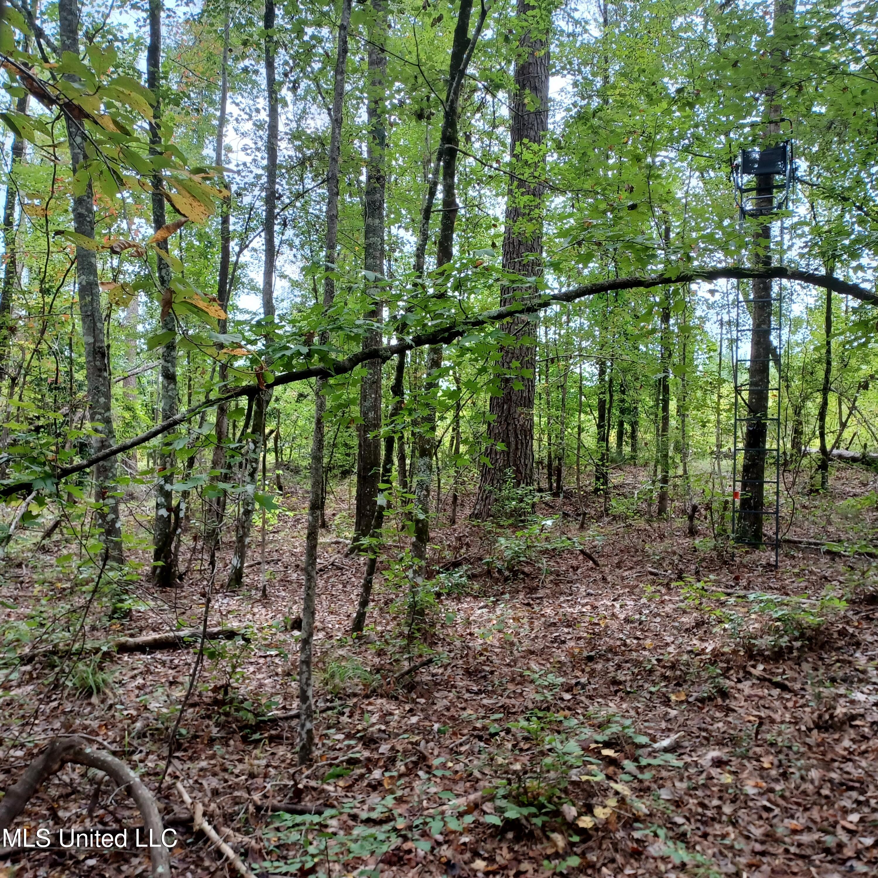Mount Pilgrim Road Property Photo 74